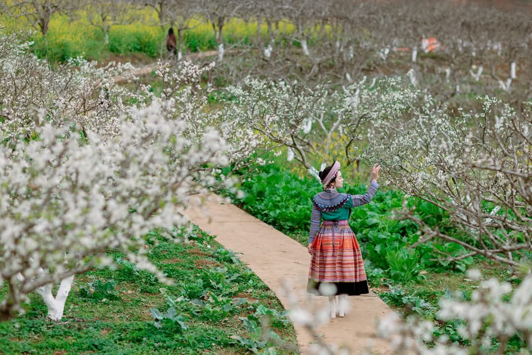 Hoa mận nở trắng n&uacute;i rừng T&acirc;y Bắc- Ảnh 6.