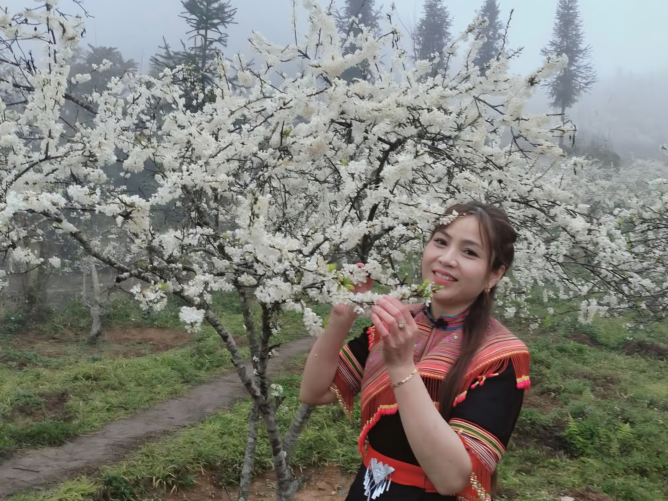 Hoa mận nở trắng n&uacute;i rừng T&acirc;y Bắc- Ảnh 13.