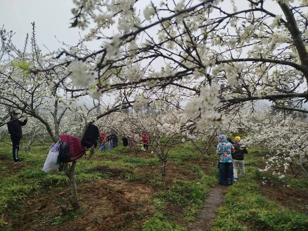 Hoa mận nở trắng n&uacute;i rừng T&acirc;y Bắc- Ảnh 11.