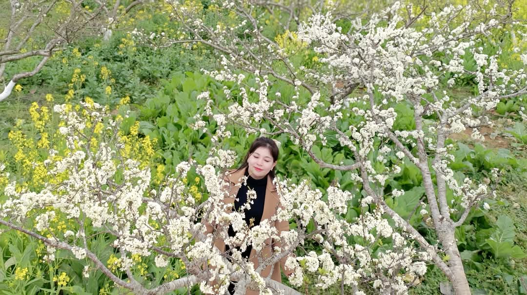 Hoa mận nở trắng n&uacute;i rừng T&acirc;y Bắc- Ảnh 12.