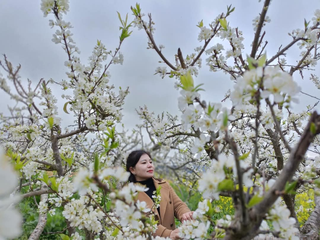 Hoa mận nở trắng n&uacute;i rừng T&acirc;y Bắc- Ảnh 14.