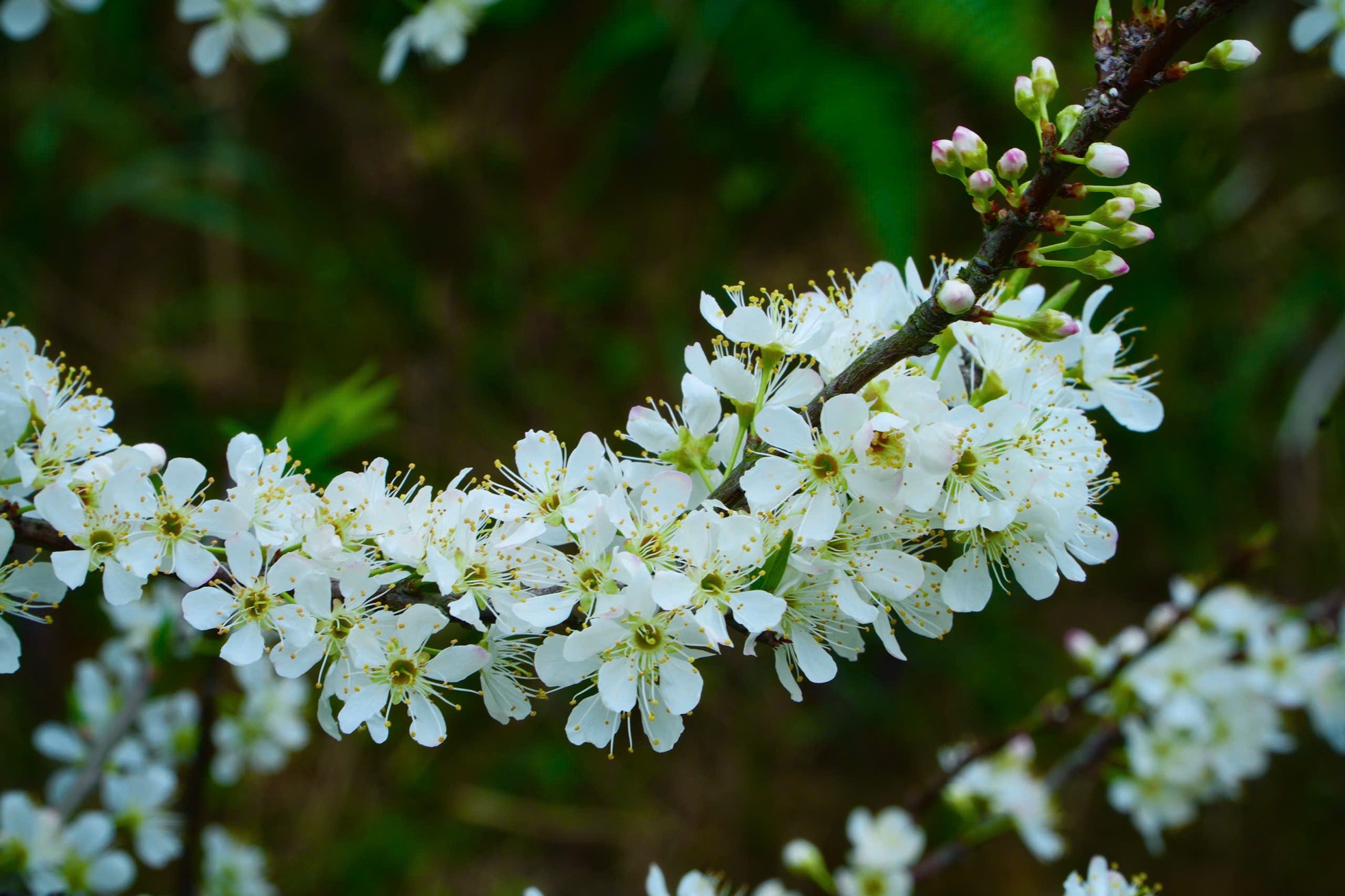 Hoa mận nở trắng n&uacute;i rừng T&acirc;y Bắc- Ảnh 9.
