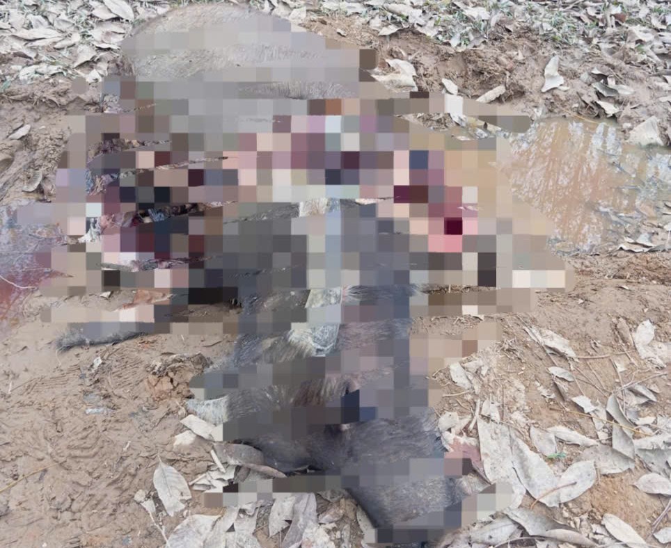 Xác định nguyên nhân hơn 30 con trâu chết bất thường tại Quảng Trị- Ảnh 1. Xác định nguyên nhân hơn 30 con trâu chết bất thường tại Quảng Trị- Ảnh 1.