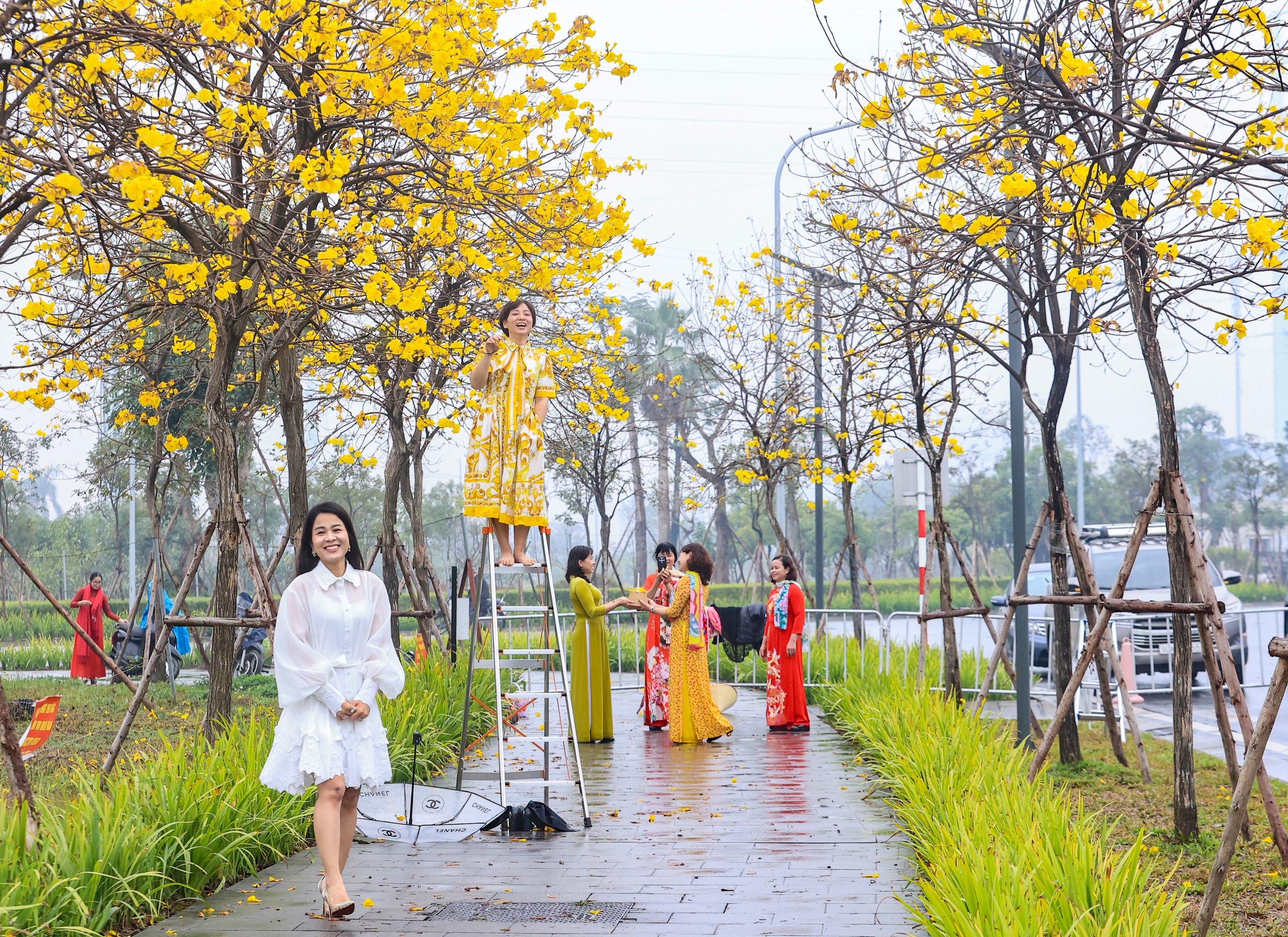 M&ecirc; mẩn đường hoa phong linh đẹp như tranh ở Thủ đ&ocirc;- Ảnh 4.