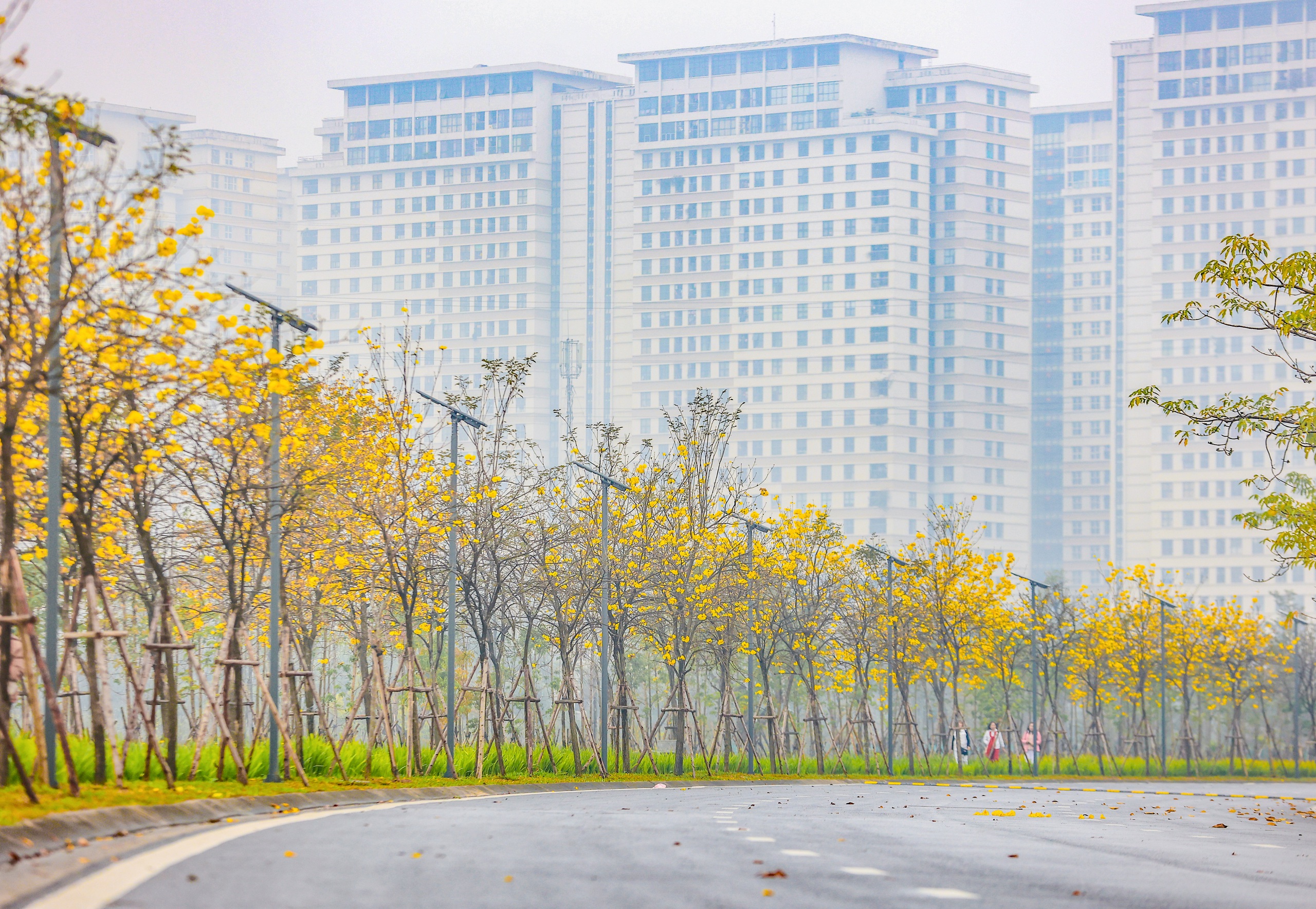M&ecirc; mẩn đường hoa phong linh đẹp như tranh ở Thủ đ&ocirc;- Ảnh 1.