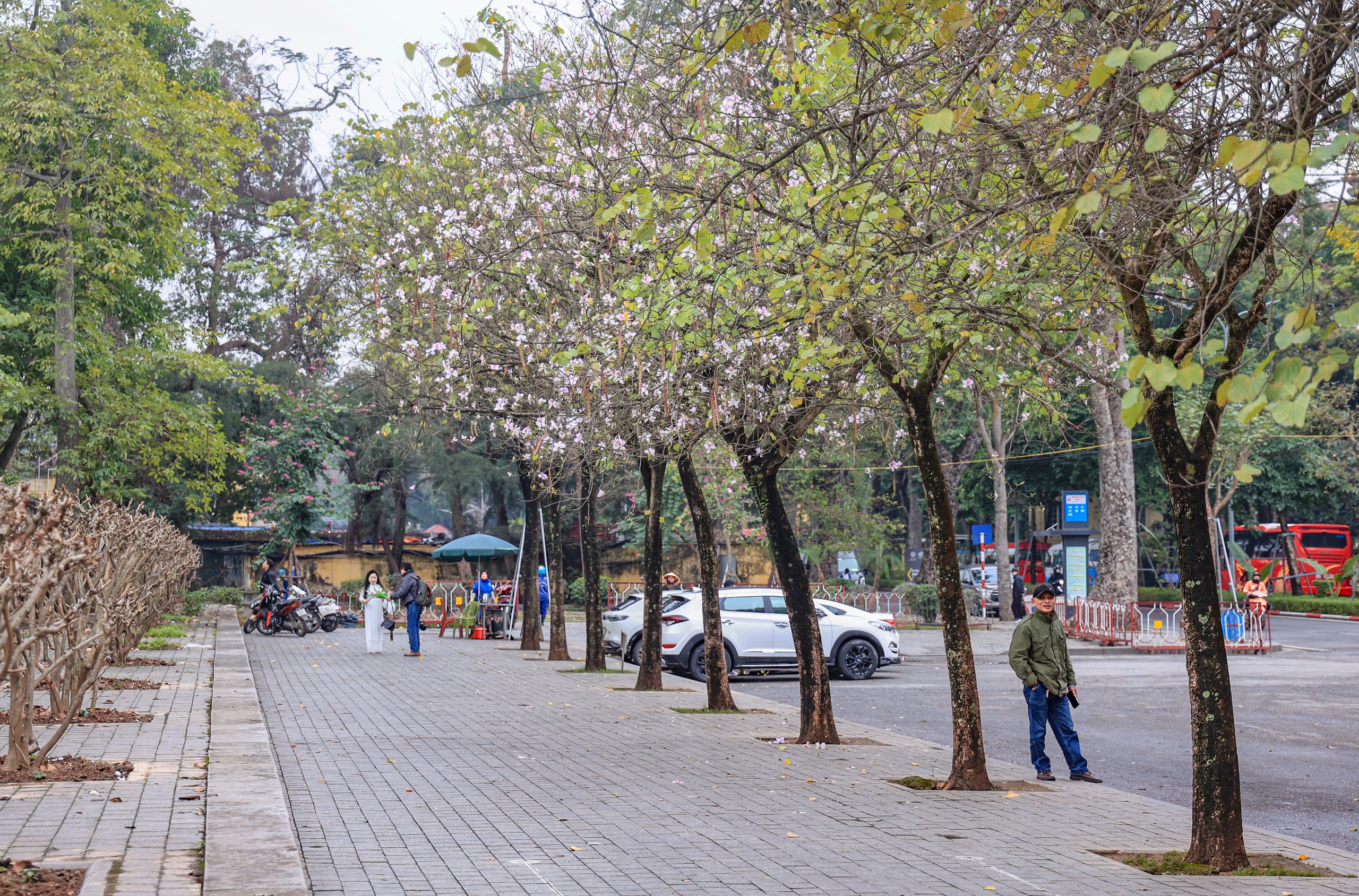 Hoa ban nở sớm giữa l&ograve;ng Thủ đ&ocirc;- Ảnh 1.