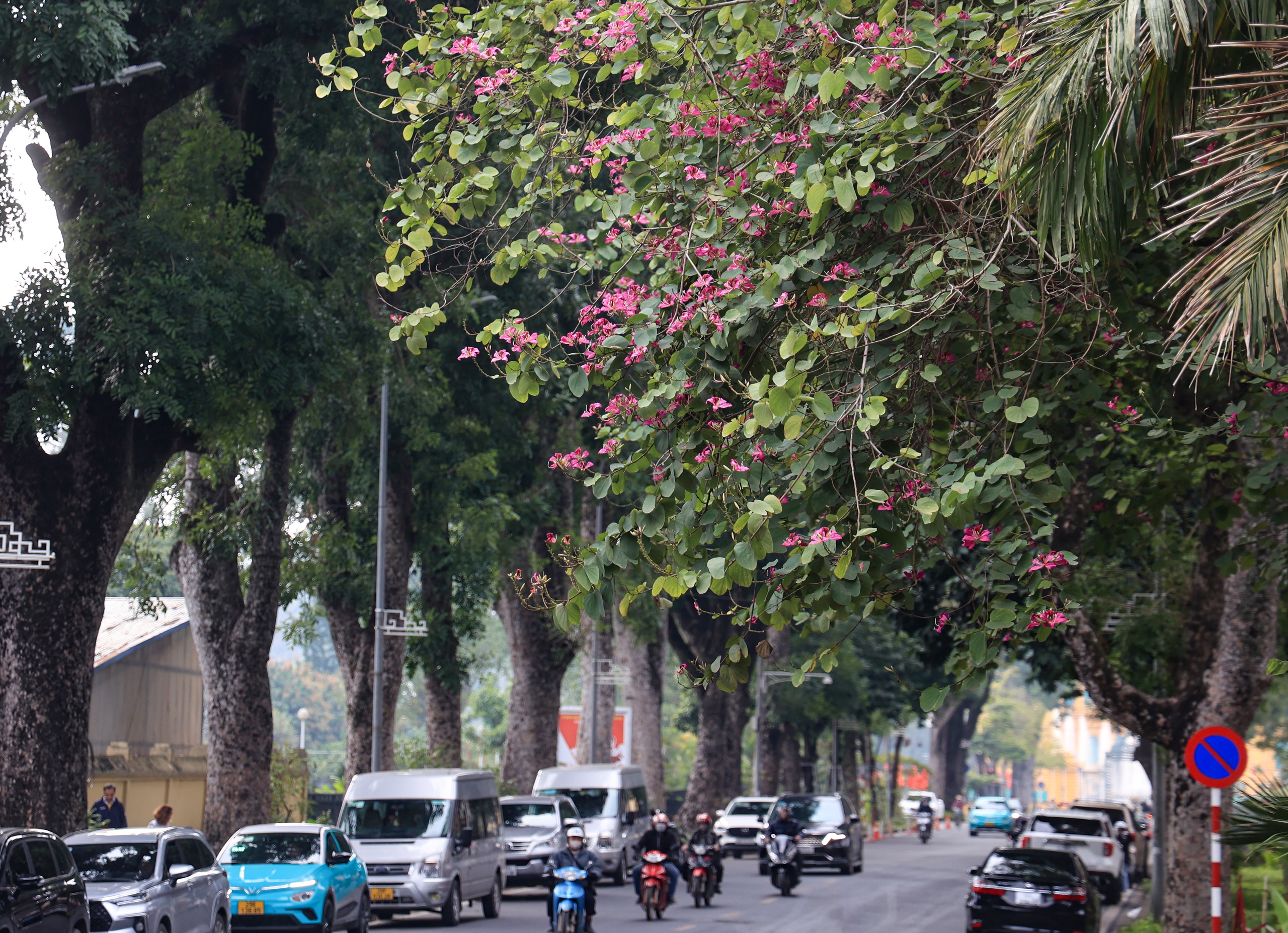 Hoa ban nở sớm giữa l&ograve;ng Thủ đ&ocirc;- Ảnh 10.