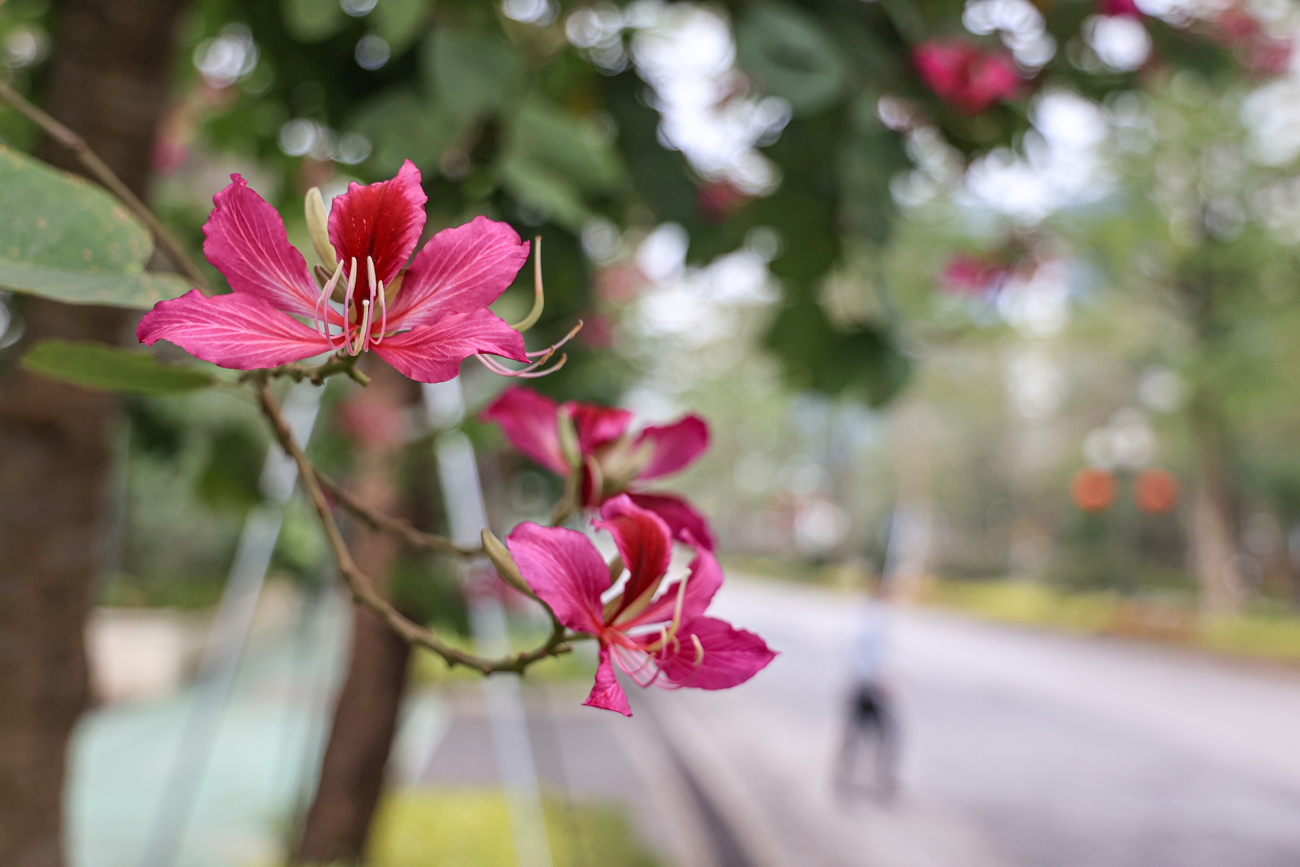 Hoa ban nở sớm giữa l&ograve;ng Thủ đ&ocirc;- Ảnh 11.
