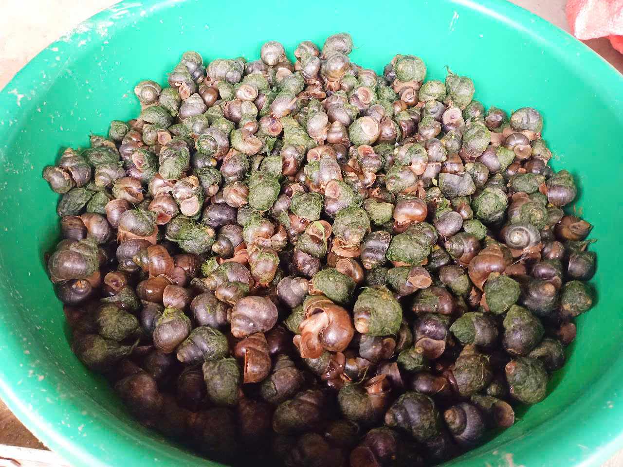 Độc đáo phiên chợ rừng già nguyên sinh của người Mông ở Nà Hẩu- Ảnh 10. Độc đáo phiên chợ rừng già nguyên sinh của người Mông ở Nà Hẩu- Ảnh 10.