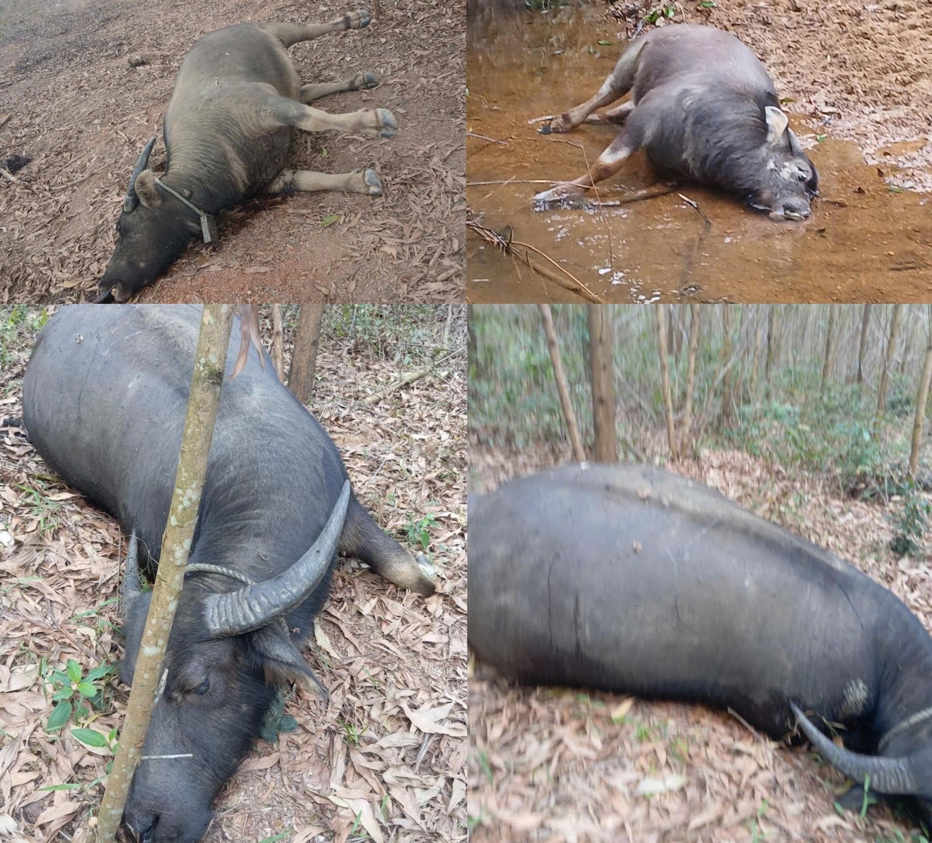 Ph&aacute;t hiện 20 con tr&acirc;u chết trong rừng nghi bị tụ huyết tr&ugrave;ng cấp t&iacute;nh- Ảnh 1.