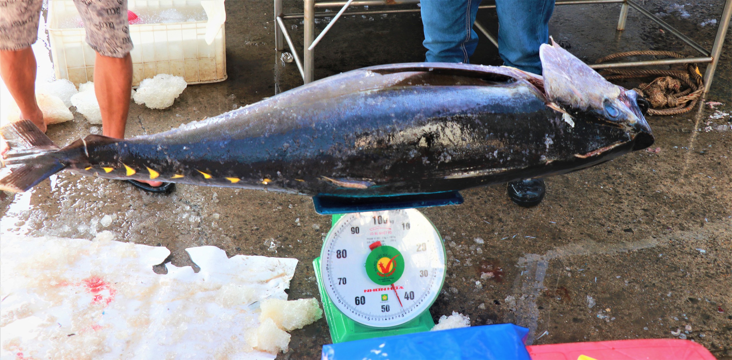 Đầu năm đ&oacute;n lộc biển, ngư d&acirc;n Kh&aacute;nh H&ograve;a vươn khơi gỡ thẻ v&agrave;ng IUU- Ảnh 7.