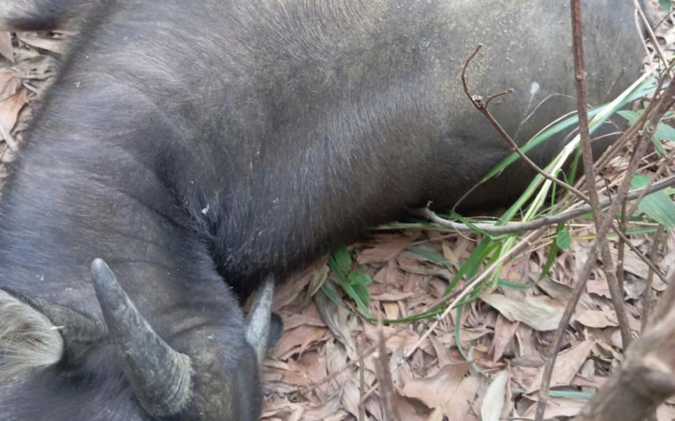 Xác định nguyên nhân hơn 30 con trâu chết bất thường tại Quảng Trị- Ảnh 2. Phát hiện thêm 9 con trâu chết bất thường tại Quảng Trị