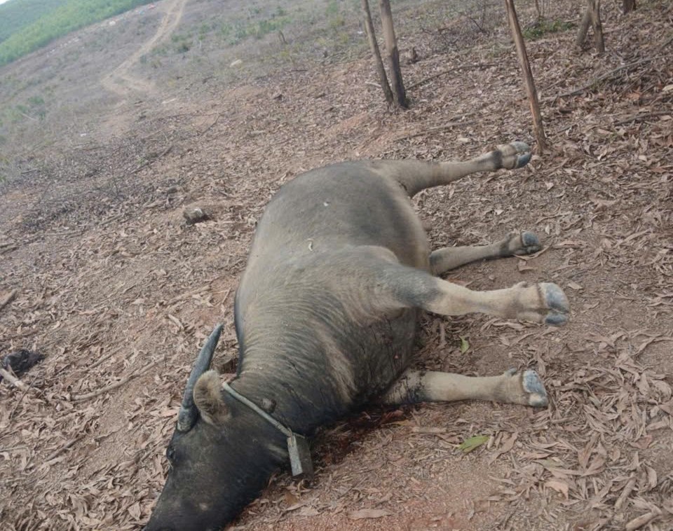 Phát hiện thêm 9 con trâu chết bất thường tại Quảng Trị- Ảnh 1. Phát hiện thêm 9 con trâu chết bất thường tại Quảng Trị- Ảnh 1.