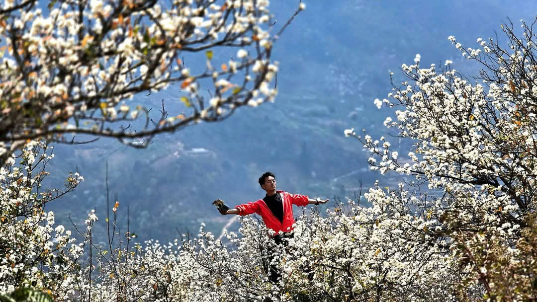 L&ecirc;n L&ugrave;ng C&uacute;ng ngắm hoa sơn tra phủ trắng n&uacute;i rừng- Ảnh 9.