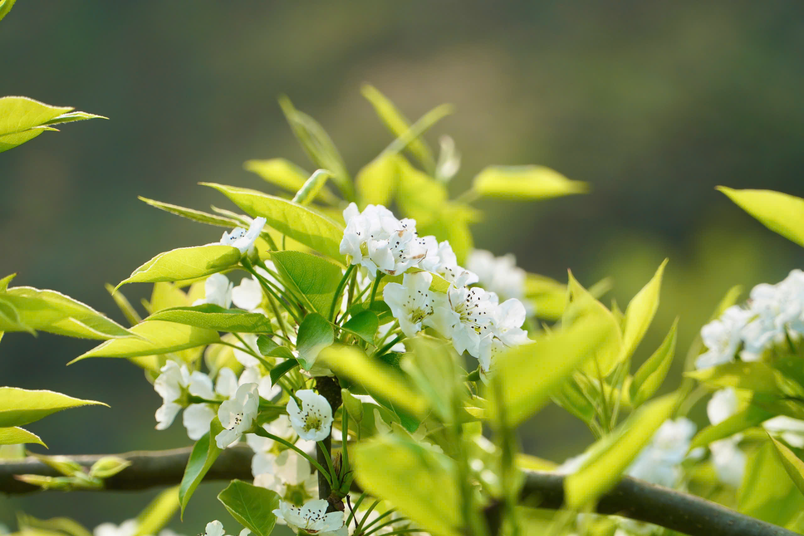 Du kh&aacute;ch m&ecirc; mẩn sắc trắng hoa l&ecirc; ở huyện miền n&uacute;i L&agrave;o Cai- Ảnh 3.