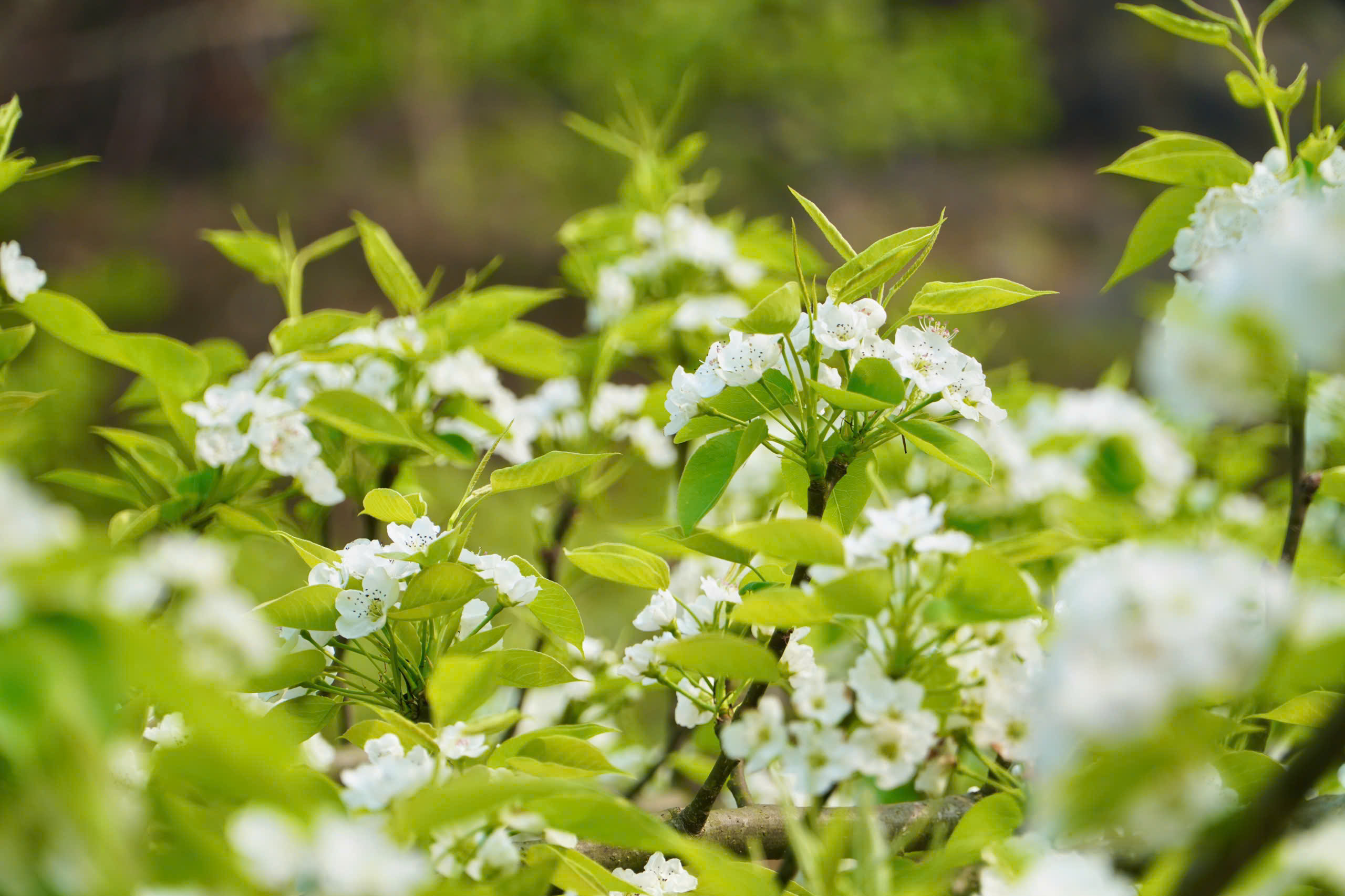 Du kh&aacute;ch m&ecirc; mẩn sắc trắng hoa l&ecirc; ở huyện miền n&uacute;i L&agrave;o Cai- Ảnh 4.