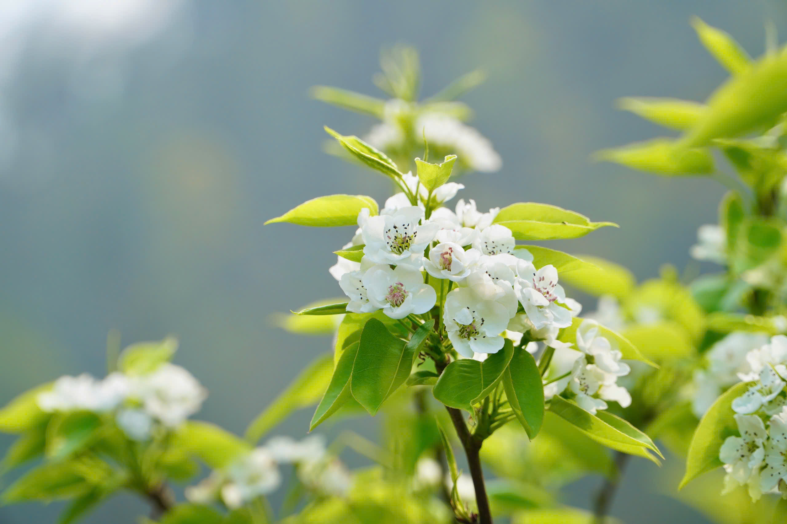 Du kh&aacute;ch m&ecirc; mẩn sắc trắng hoa l&ecirc; ở huyện miền n&uacute;i L&agrave;o Cai- Ảnh 5.