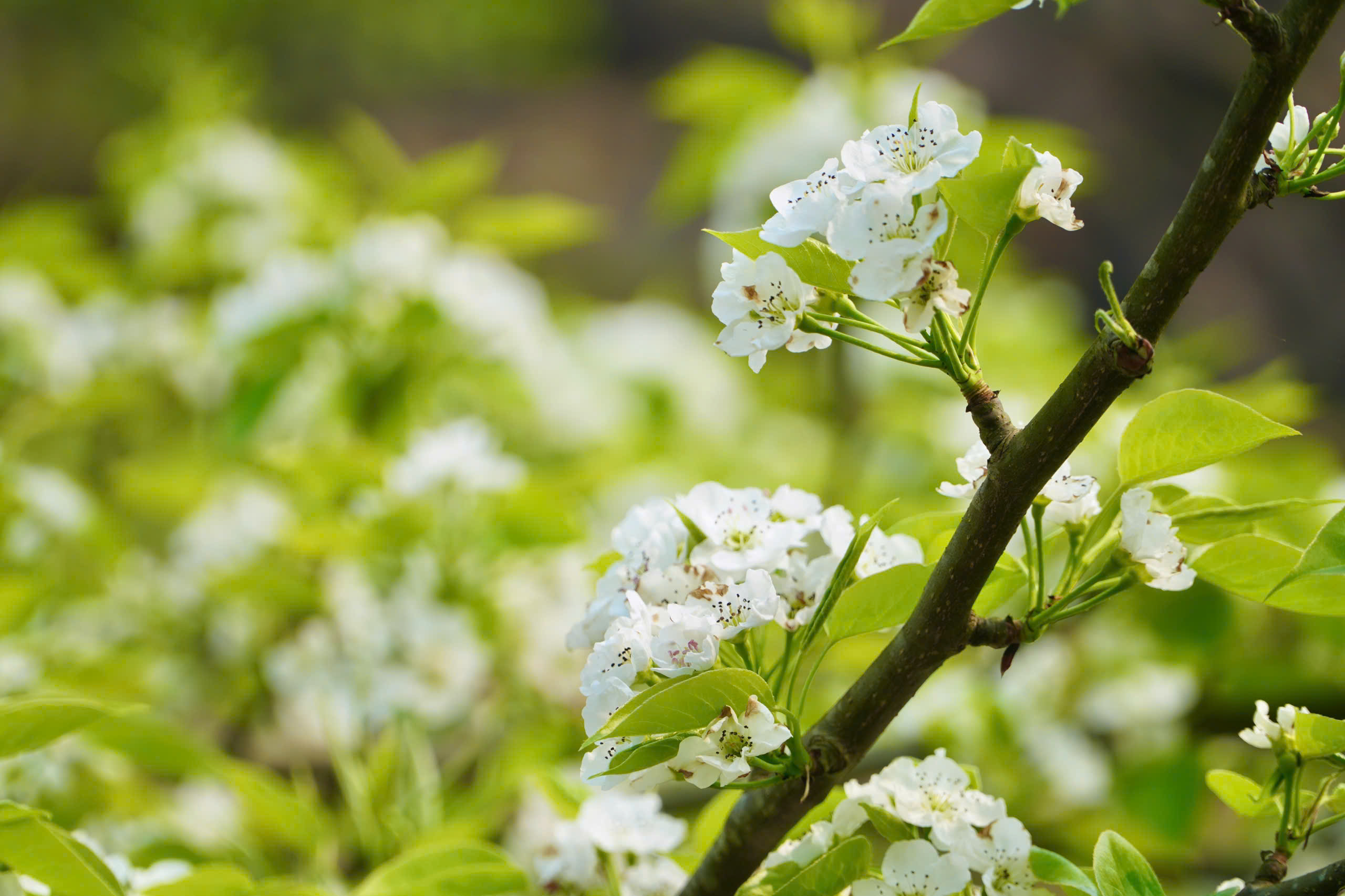 Du kh&aacute;ch m&ecirc; mẩn sắc trắng hoa l&ecirc; ở huyện miền n&uacute;i L&agrave;o Cai- Ảnh 6.