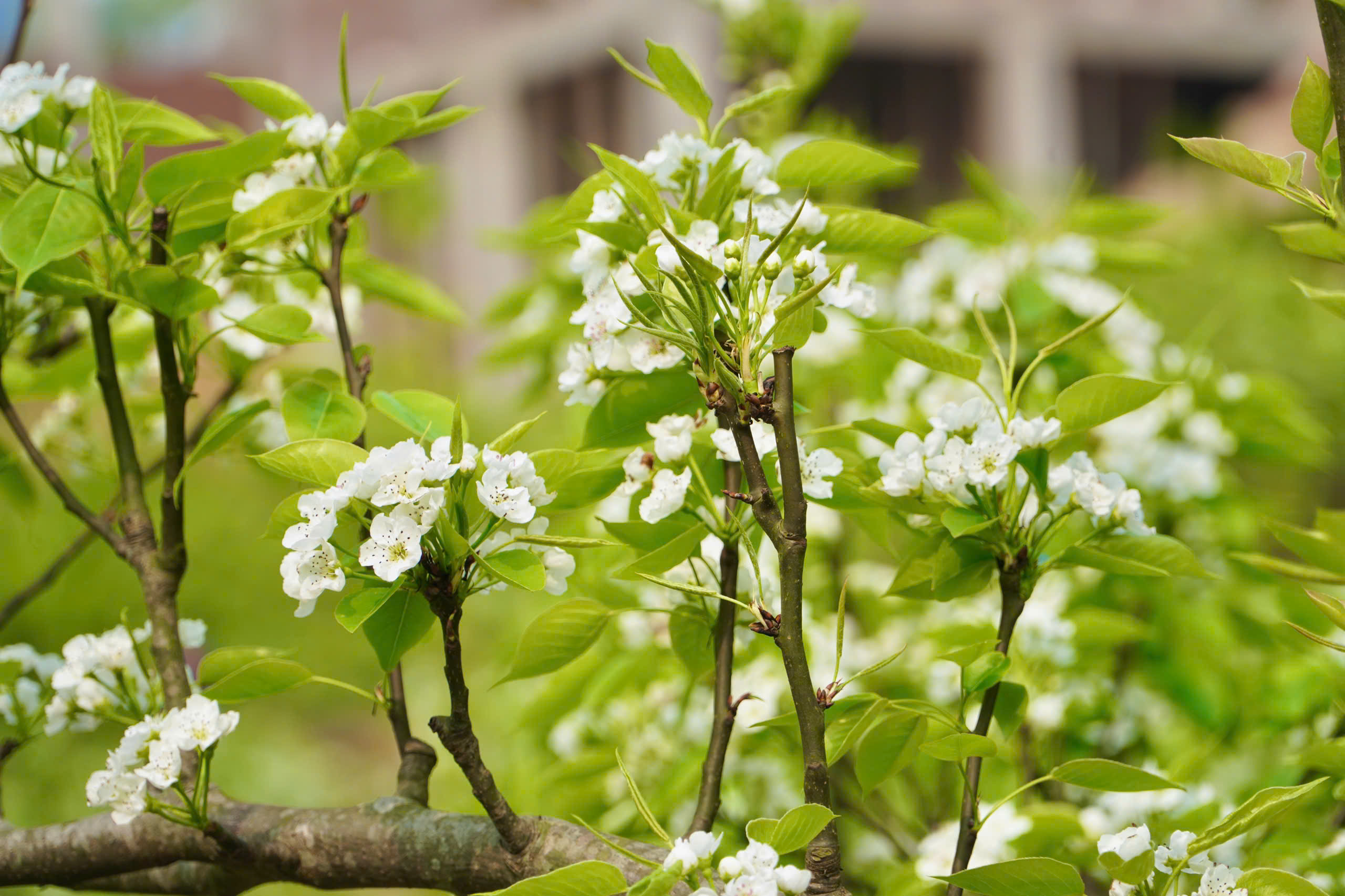 Du kh&aacute;ch m&ecirc; mẩn sắc trắng hoa l&ecirc; ở huyện miền n&uacute;i L&agrave;o Cai- Ảnh 7.