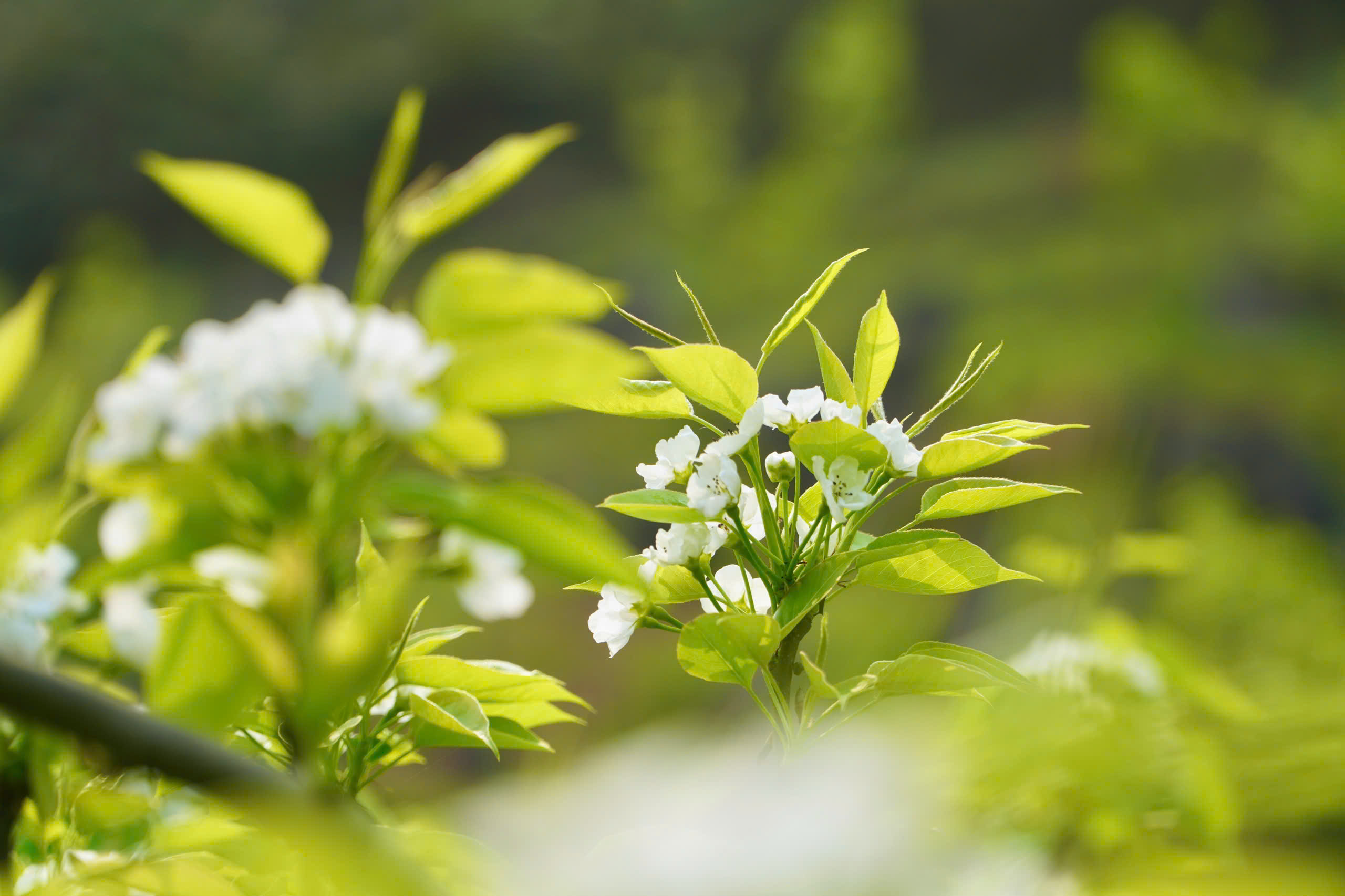 Du kh&aacute;ch m&ecirc; mẩn sắc trắng hoa l&ecirc; ở huyện miền n&uacute;i L&agrave;o Cai- Ảnh 8.