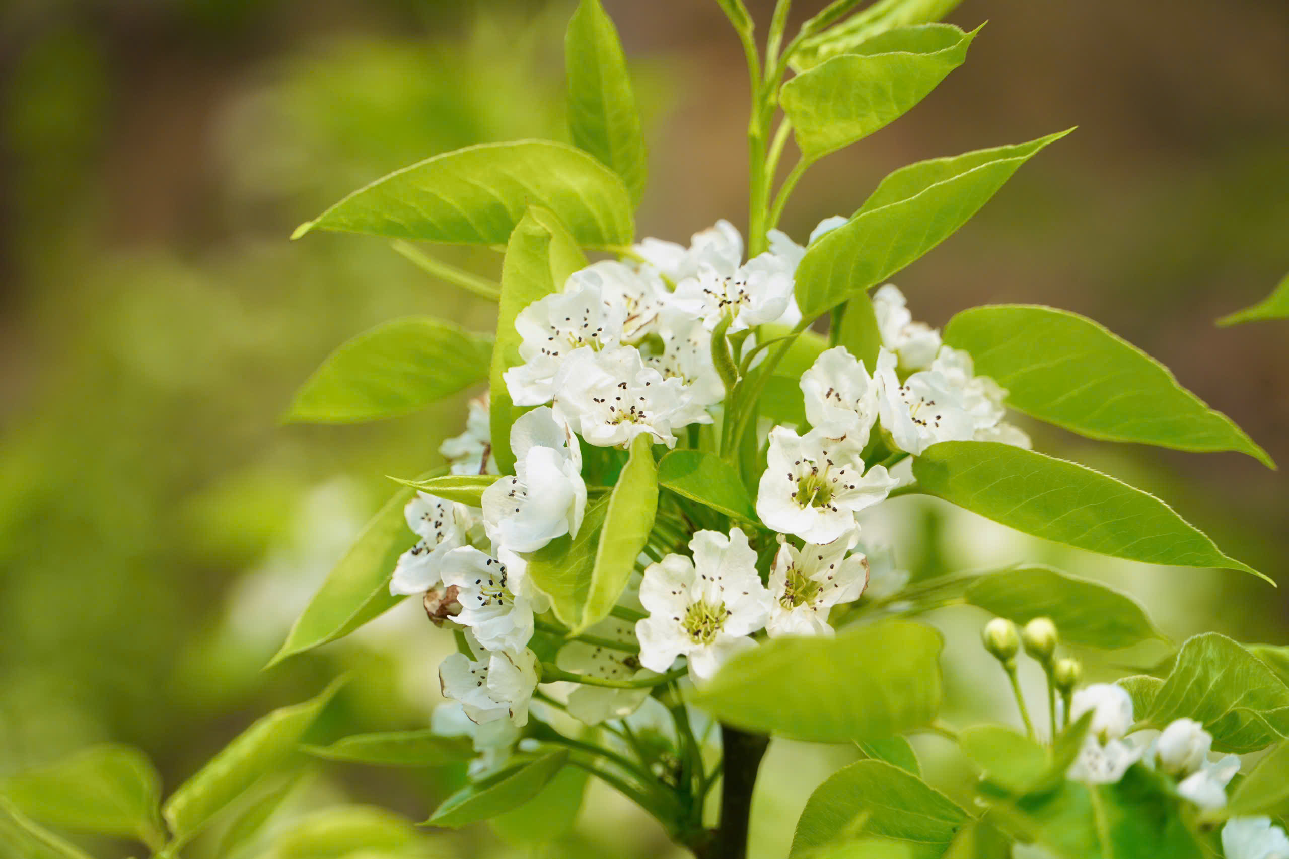 Du kh&aacute;ch m&ecirc; mẩn sắc trắng hoa l&ecirc; ở huyện miền n&uacute;i L&agrave;o Cai- Ảnh 9.