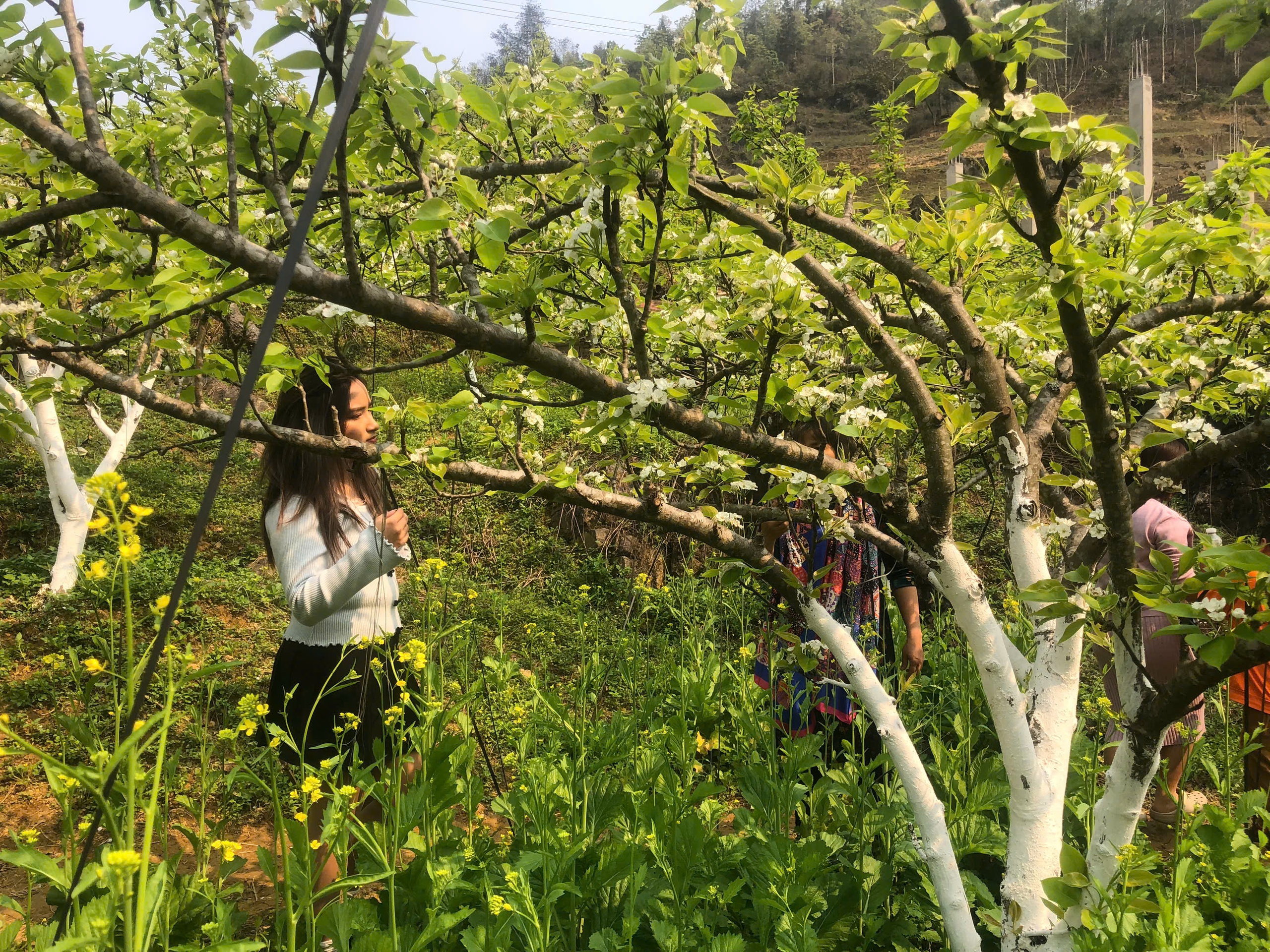 Du kh&aacute;ch m&ecirc; mẩn sắc trắng hoa l&ecirc; ở huyện miền n&uacute;i L&agrave;o Cai- Ảnh 23.
