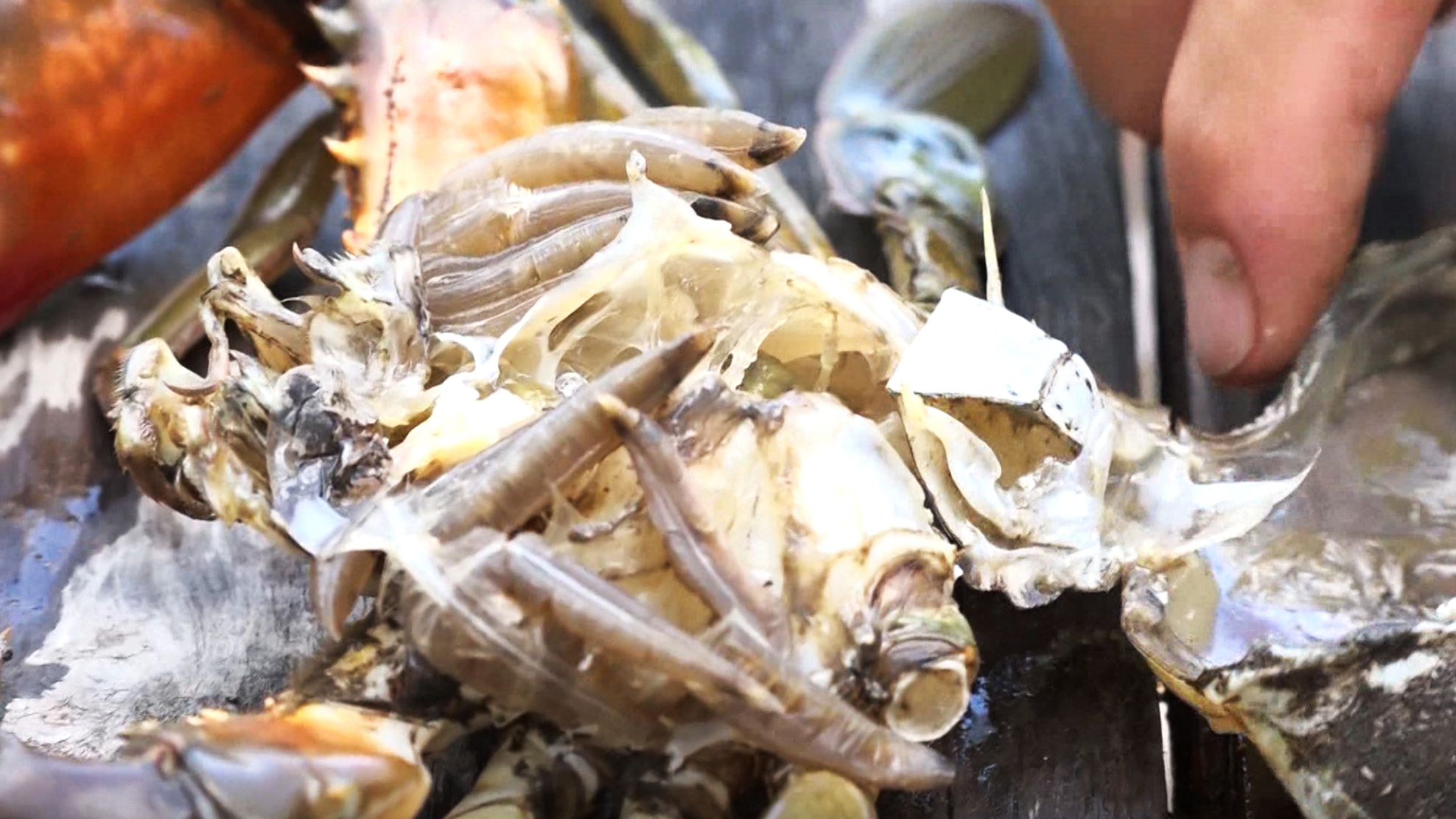 C&agrave; Mau: Cua chết h&agrave;ng loạt chưa r&otilde; nguy&ecirc;n nh&acirc;n- Ảnh 1.