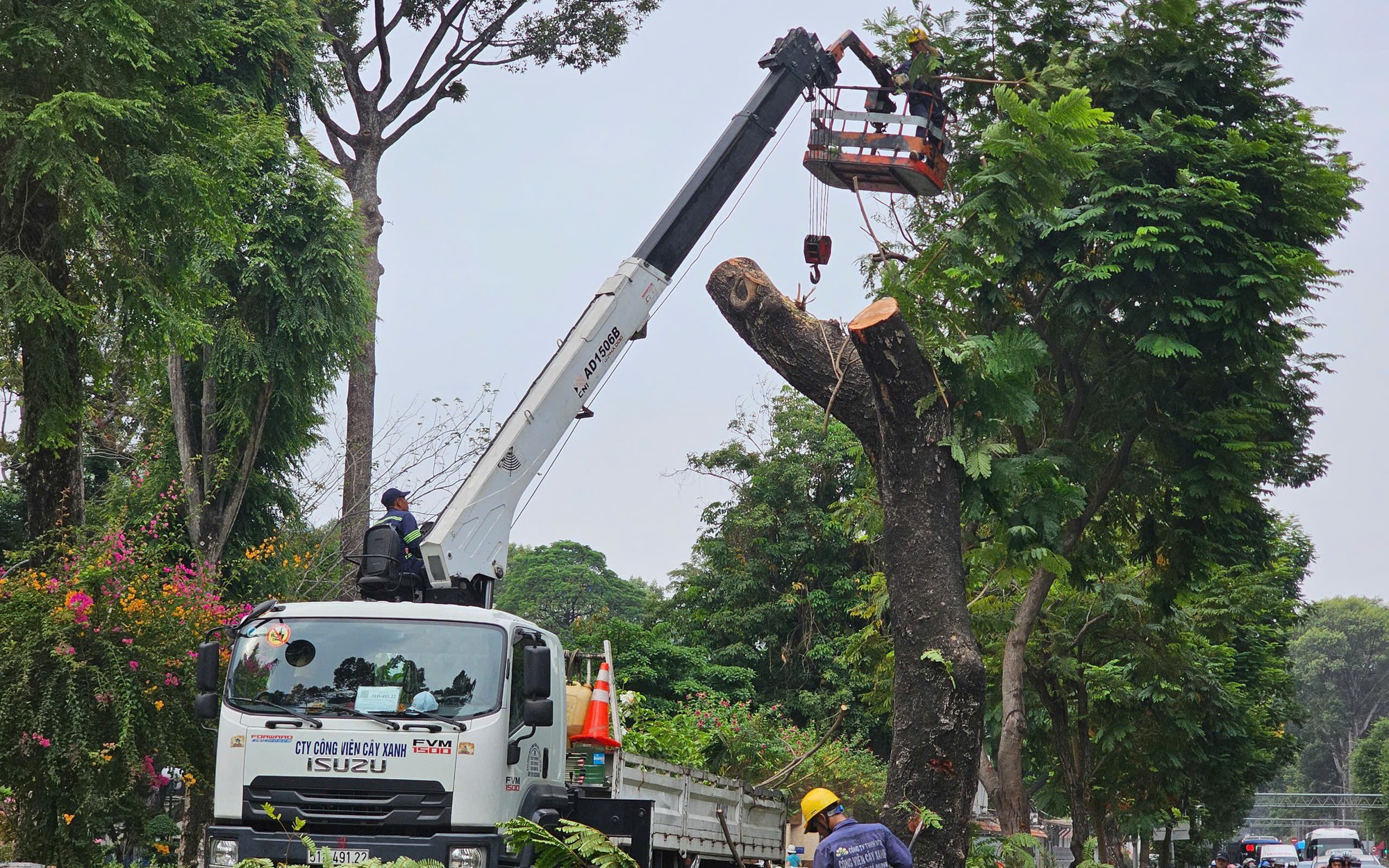 TP.HCM chấn chỉnh tình trạng cải tạo vỉa hè làm hàng loạt cây xanh bị đốn hạ- Ảnh 3. TP.HCM: Thi công vỉa hè, loạt cây xanh trước công viên Tao Đàn bị đốn hạ