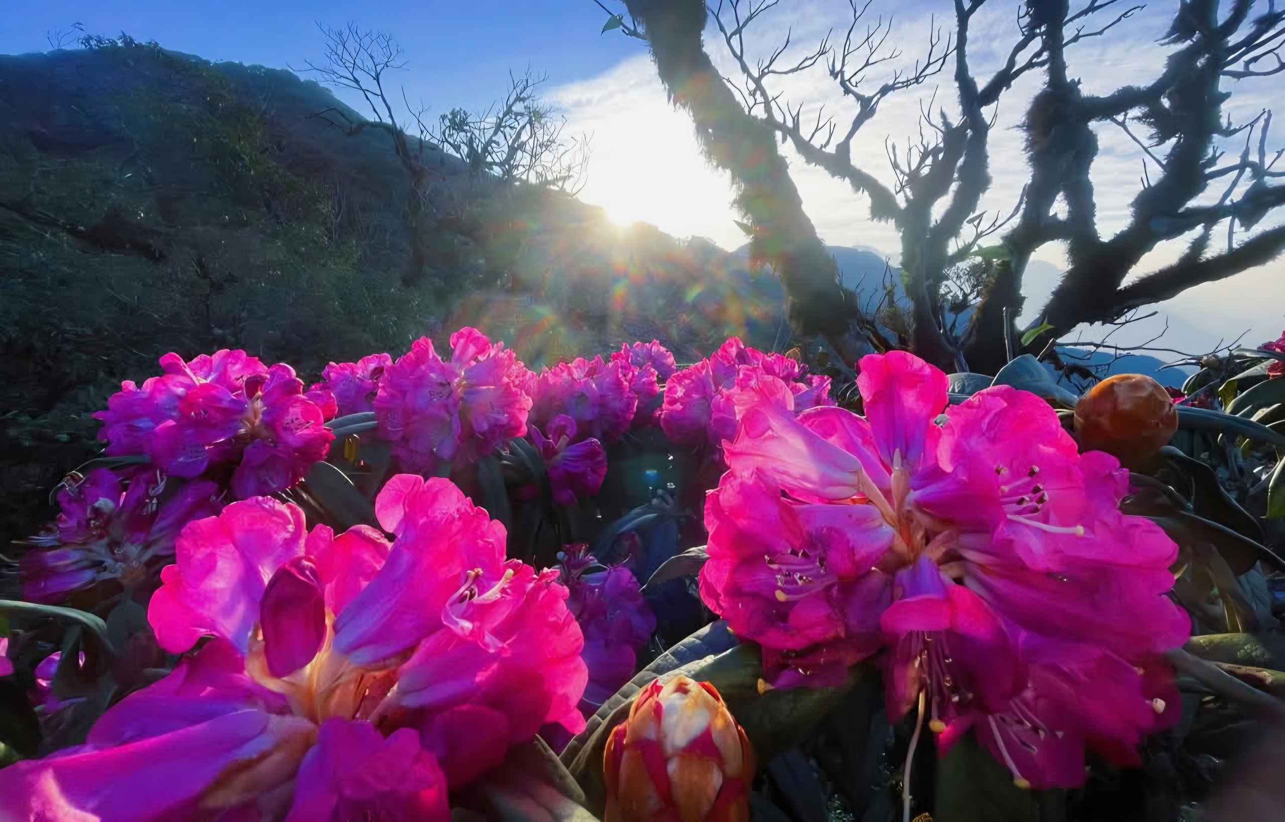 Tháng ba rực rỡ ở Lai Châu, hoa đỗ quyên bung nở nhuộm tím dãy Hoàng Liên Sơn- Ảnh 8. Tháng ba rực rỡ ở Lai Châu, hoa đỗ quyên bung nở nhuộm tím dãy Hoàng Liên Sơn- Ảnh 8.