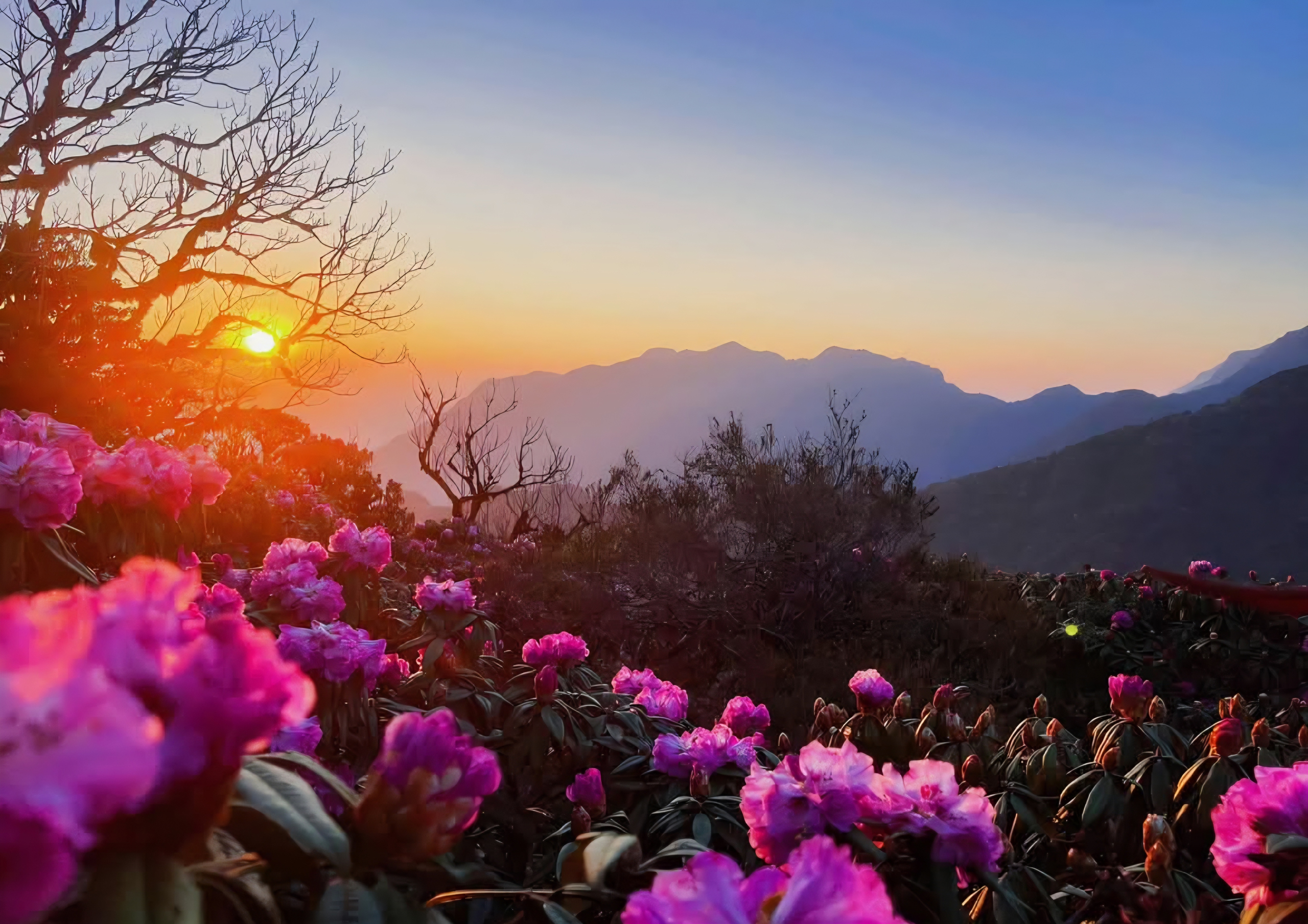 Tháng ba rực rỡ ở Lai Châu, hoa đỗ quyên bung nở nhuộm tím dãy Hoàng Liên Sơn- Ảnh 9. Tháng ba rực rỡ ở Lai Châu, hoa đỗ quyên bung nở nhuộm tím dãy Hoàng Liên Sơn- Ảnh 9.