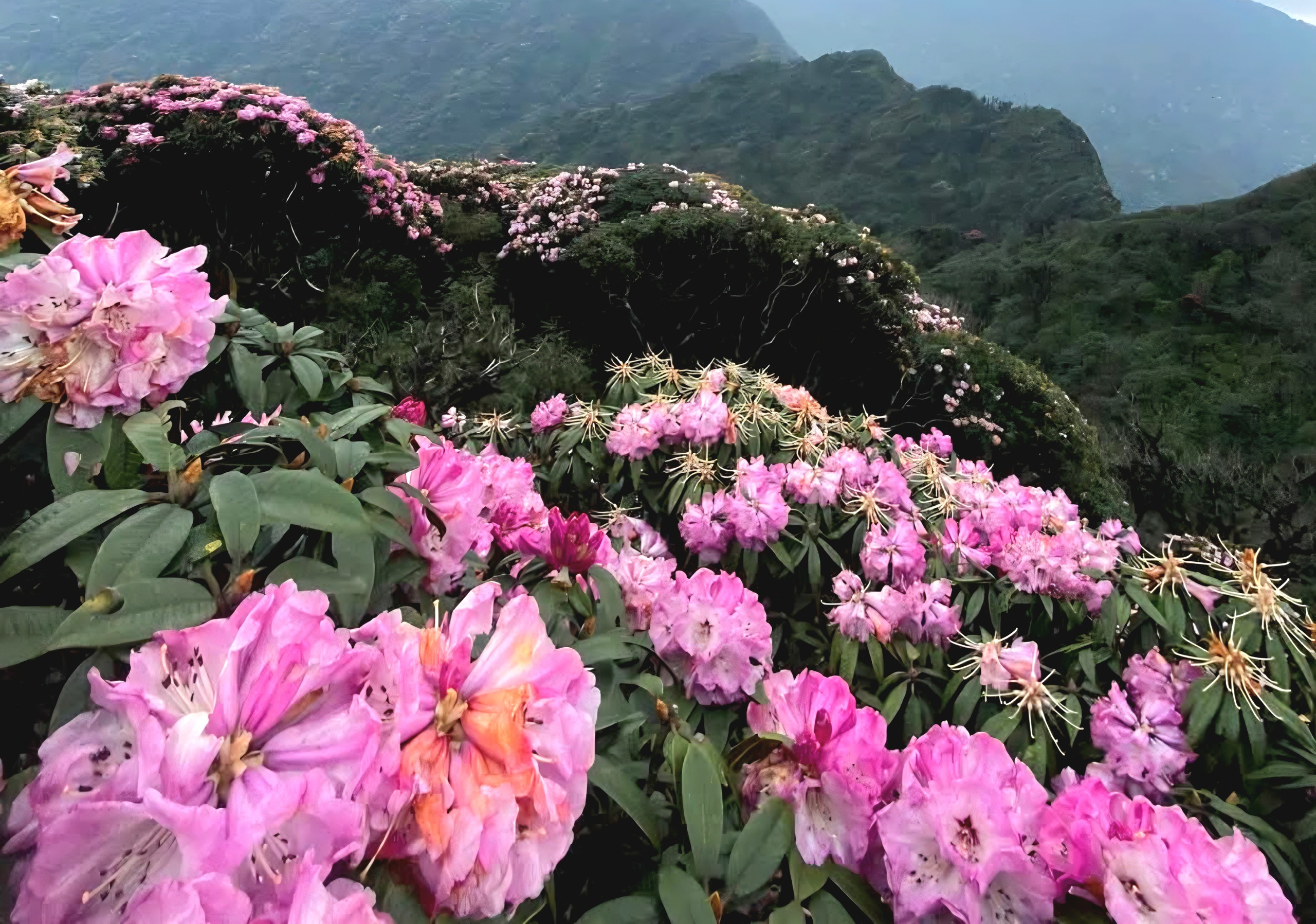 Tháng ba rực rỡ ở Lai Châu, hoa đỗ quyên bung nở nhuộm tím dãy Hoàng Liên Sơn- Ảnh 10. Tháng ba rực rỡ ở Lai Châu, hoa đỗ quyên bung nở nhuộm tím dãy Hoàng Liên Sơn- Ảnh 10.