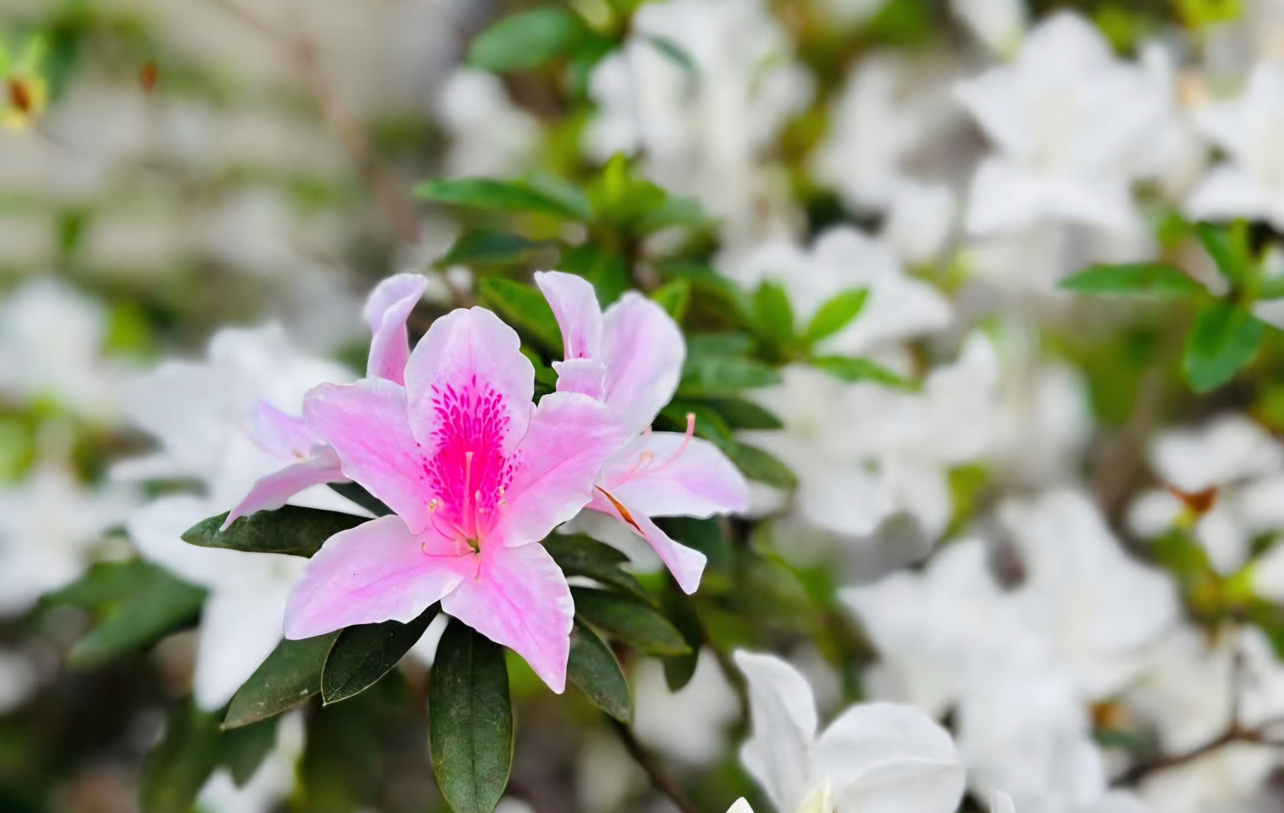 Tháng ba rực rỡ ở Lai Châu, hoa đỗ quyên bung nở nhuộm tím dãy Hoàng Liên Sơn- Ảnh 11. Tháng ba rực rỡ ở Lai Châu, hoa đỗ quyên bung nở nhuộm tím dãy Hoàng Liên Sơn- Ảnh 11.