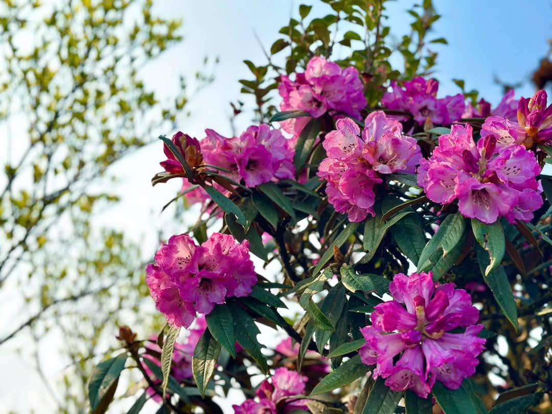 Tháng ba rực rỡ ở Lai Châu, hoa đỗ quyên bung nở nhuộm tím dãy Hoàng Liên Sơn- Ảnh 12. Tháng ba rực rỡ ở Lai Châu, hoa đỗ quyên bung nở nhuộm tím dãy Hoàng Liên Sơn- Ảnh 12.