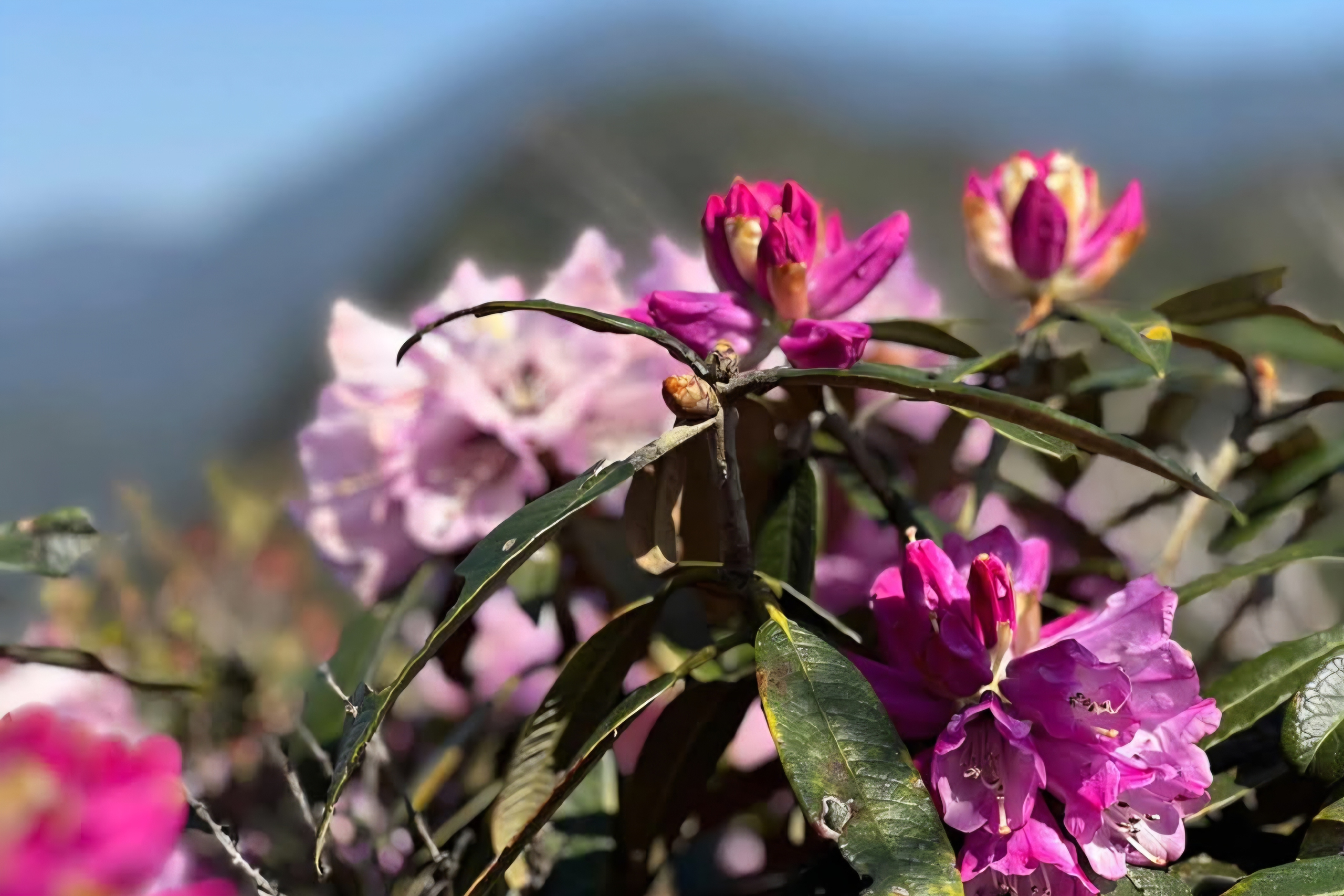 Tháng ba rực rỡ ở Lai Châu, hoa đỗ quyên bung nở nhuộm tím dãy Hoàng Liên Sơn- Ảnh 13. Tháng ba rực rỡ ở Lai Châu, hoa đỗ quyên bung nở nhuộm tím dãy Hoàng Liên Sơn- Ảnh 13.