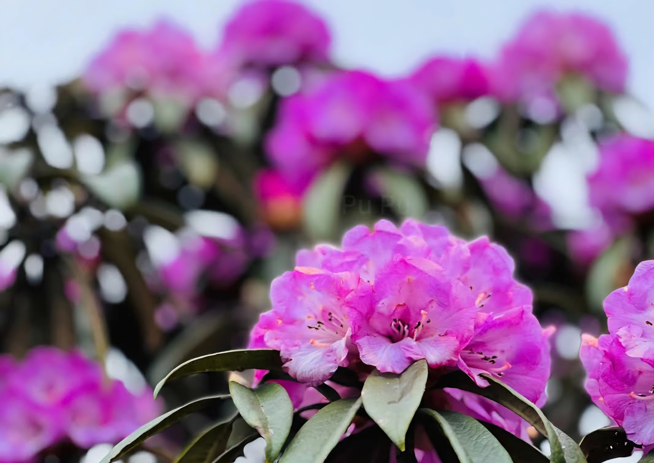 Tháng ba rực rỡ ở Lai Châu, hoa đỗ quyên bung nở nhuộm tím dãy Hoàng Liên Sơn- Ảnh 14. Tháng ba rực rỡ ở Lai Châu, hoa đỗ quyên bung nở nhuộm tím dãy Hoàng Liên Sơn- Ảnh 14.