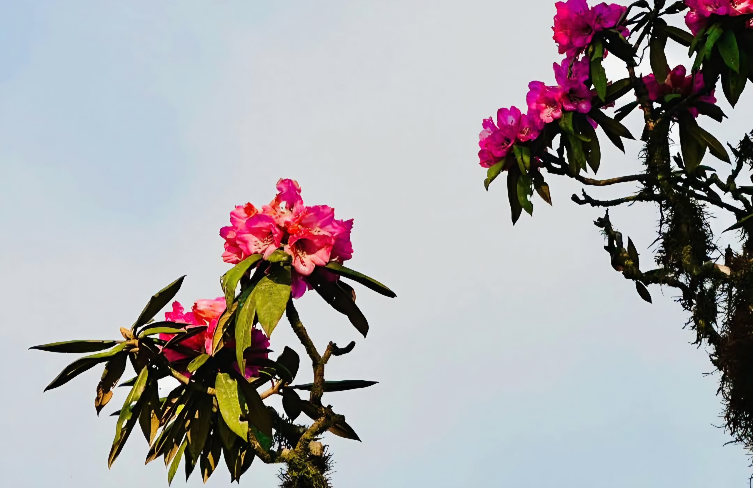 Tháng ba rực rỡ ở Lai Châu, hoa đỗ quyên bung nở nhuộm tím dãy Hoàng Liên Sơn- Ảnh 15. Tháng ba rực rỡ ở Lai Châu, hoa đỗ quyên bung nở nhuộm tím dãy Hoàng Liên Sơn- Ảnh 15.