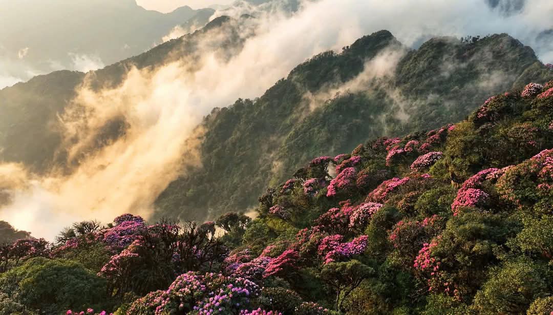 Tháng ba rực rỡ ở Lai Châu, hoa đỗ quyên bung nở nhuộm tím dãy Hoàng Liên Sơn- Ảnh 1. Tháng ba rực rỡ ở Lai Châu, hoa đỗ quyên bung nở nhuộm tím dãy Hoàng Liên Sơn- Ảnh 1.