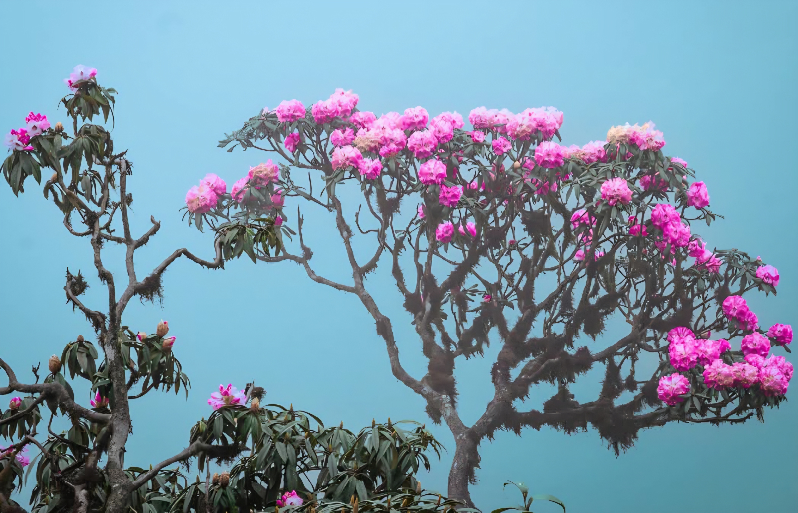 Tháng ba rực rỡ ở Lai Châu, hoa đỗ quyên bung nở nhuộm tím dãy Hoàng Liên Sơn- Ảnh 16. Tháng ba rực rỡ ở Lai Châu, hoa đỗ quyên bung nở nhuộm tím dãy Hoàng Liên Sơn- Ảnh 16.