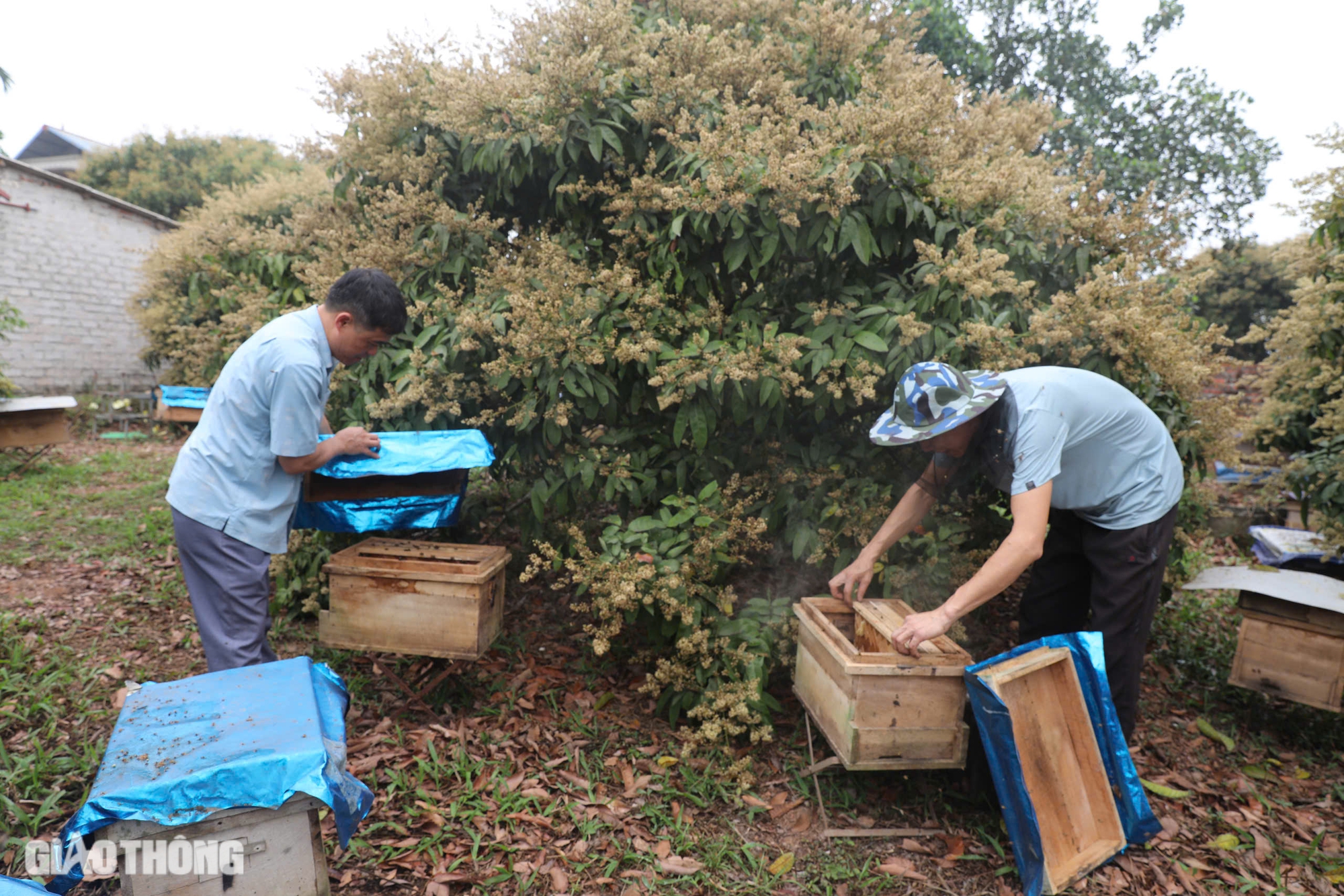 Cận cảnh mùa mật ngọt dưới tán vải thiều ở Bắc Giang- Ảnh 17. Cận cảnh mùa mật ngọt dưới tán vải thiều ở Bắc Giang- Ảnh 17.
