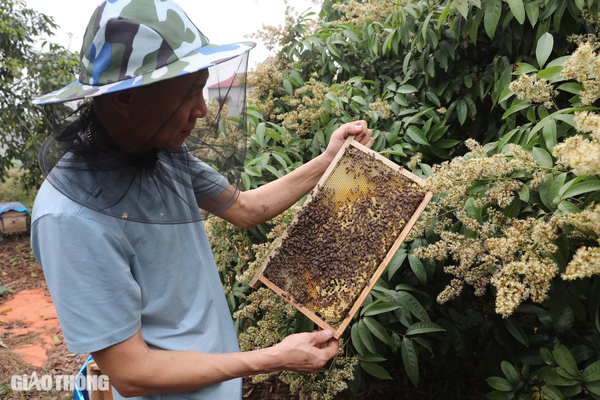 Cận cảnh mùa mật ngọt dưới tán vải thiều ở Bắc Giang- Ảnh 2. Cận cảnh mùa mật ngọt dưới tán vải thiều ở Bắc Giang- Ảnh 2.