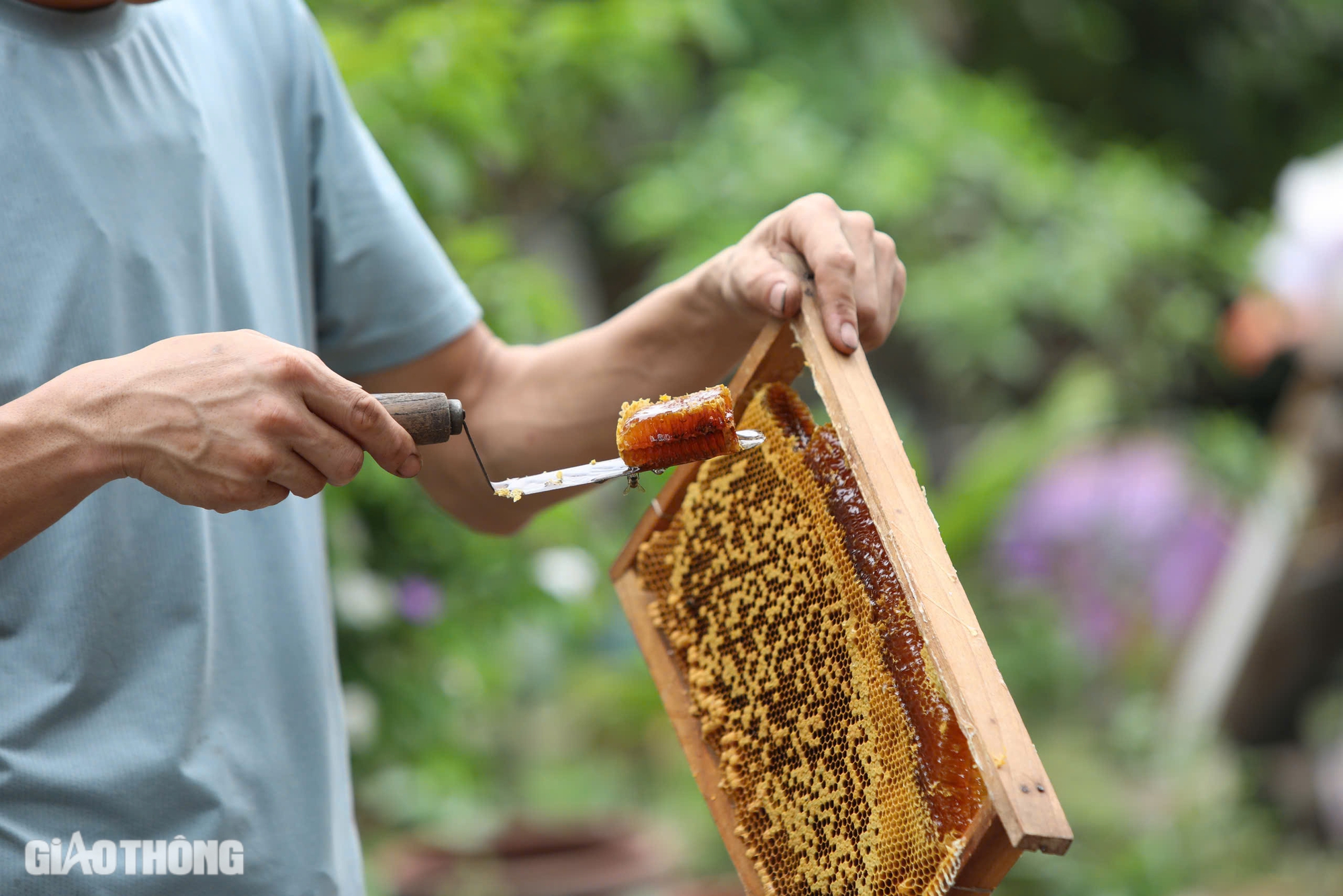 Cận cảnh mùa mật ngọt dưới tán vải thiều ở Bắc Giang- Ảnh 9. Cận cảnh mùa mật ngọt dưới tán vải thiều ở Bắc Giang- Ảnh 9.