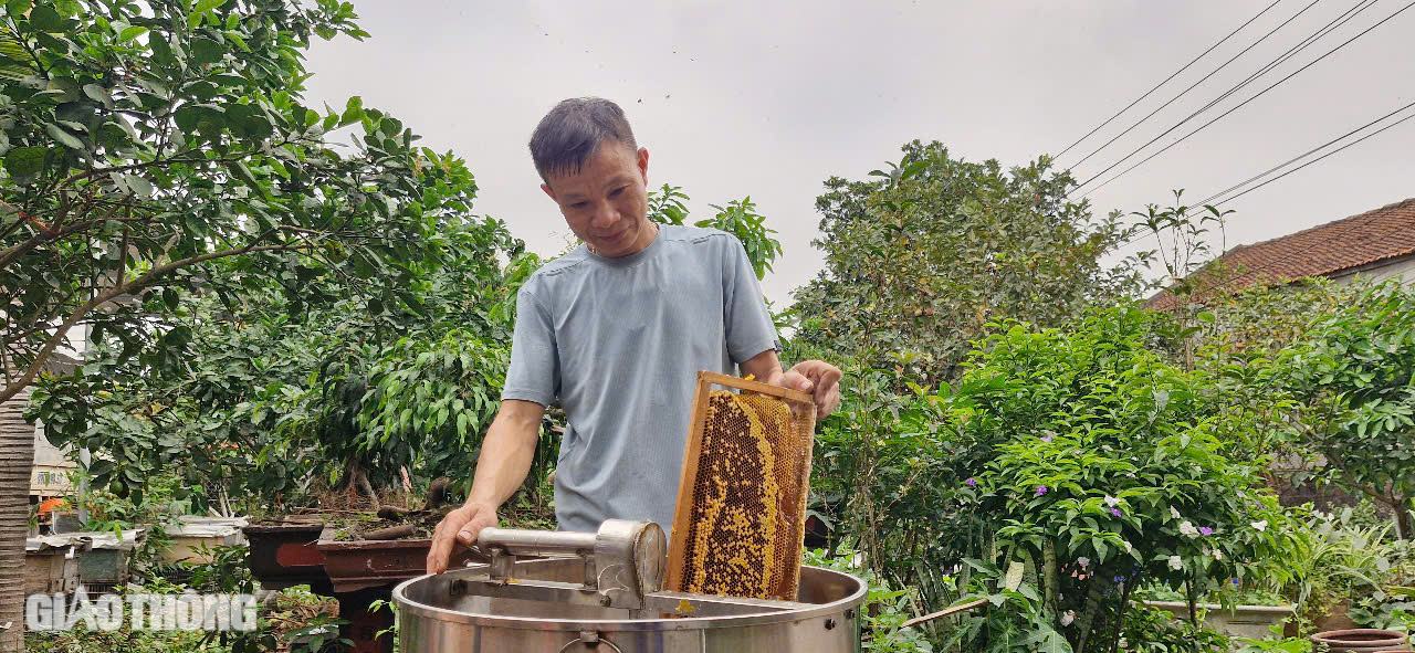 Cận cảnh mùa mật ngọt dưới tán vải thiều ở Bắc Giang- Ảnh 4. Cận cảnh mùa mật ngọt dưới tán vải thiều ở Bắc Giang- Ảnh 4.