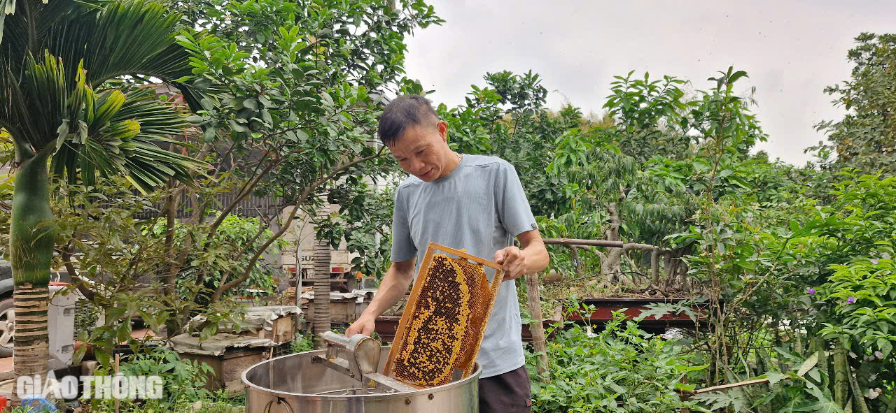 Cận cảnh mùa mật ngọt dưới tán vải thiều ở Bắc Giang- Ảnh 3. Cận cảnh mùa mật ngọt dưới tán vải thiều ở Bắc Giang- Ảnh 3.