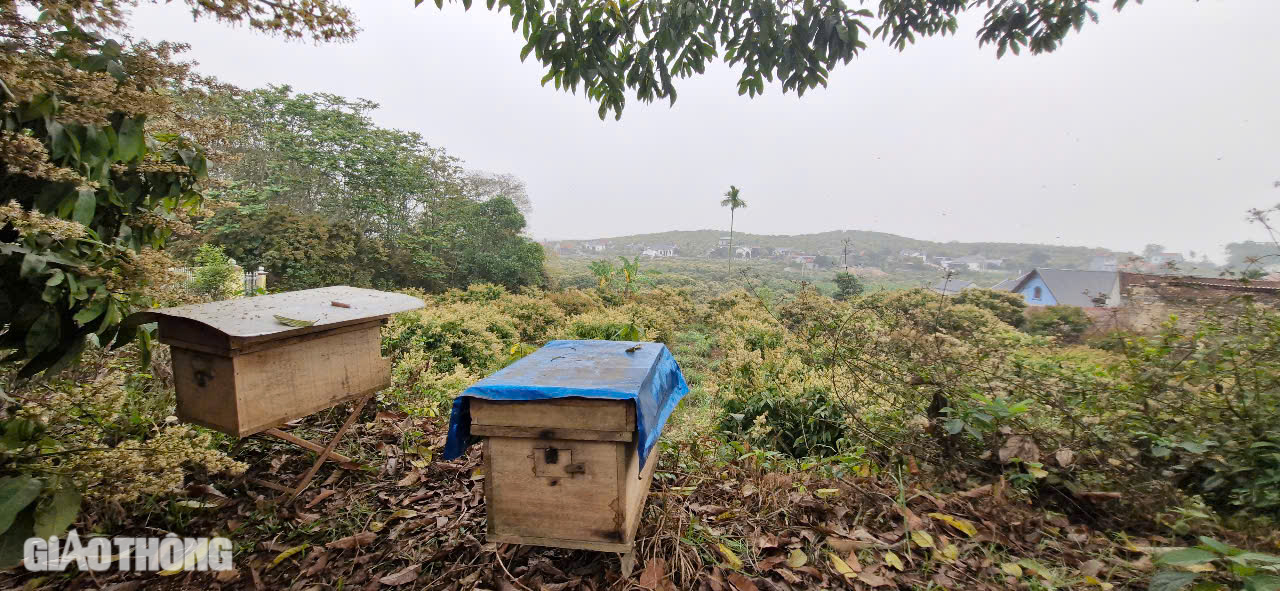 Cận cảnh mùa mật ngọt dưới tán vải thiều ở Bắc Giang- Ảnh 20. Cận cảnh mùa mật ngọt dưới tán vải thiều ở Bắc Giang- Ảnh 20.