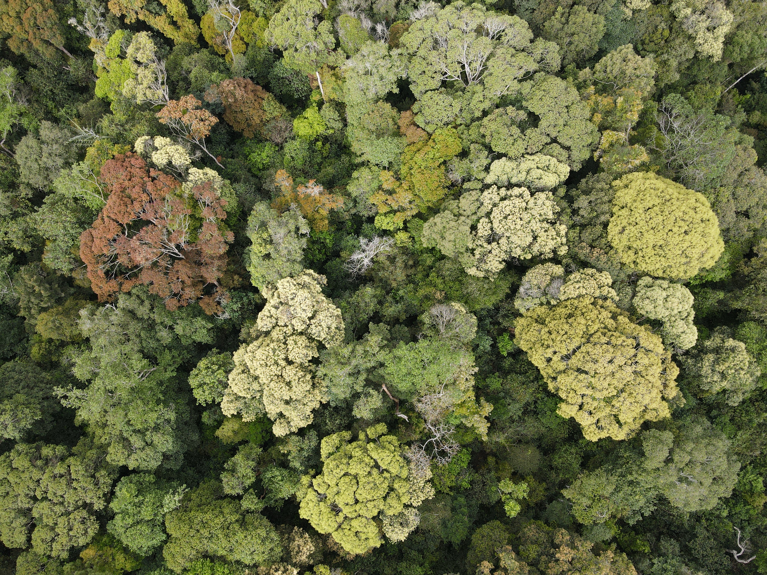 Vẻ đẹp kh&aacute;c lạ ở Măng Đen khi rừng chuyển m&ugrave;a- Ảnh 10.