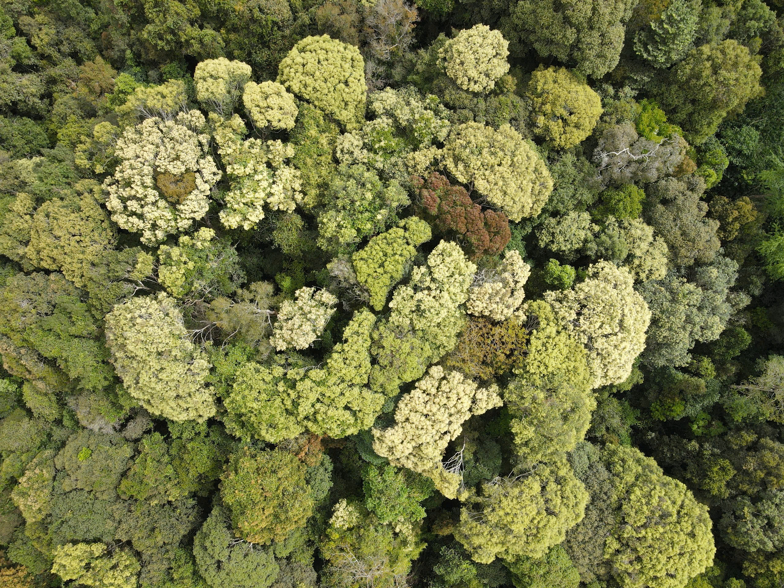 Vẻ đẹp kh&aacute;c lạ ở Măng Đen khi rừng chuyển m&ugrave;a- Ảnh 7.