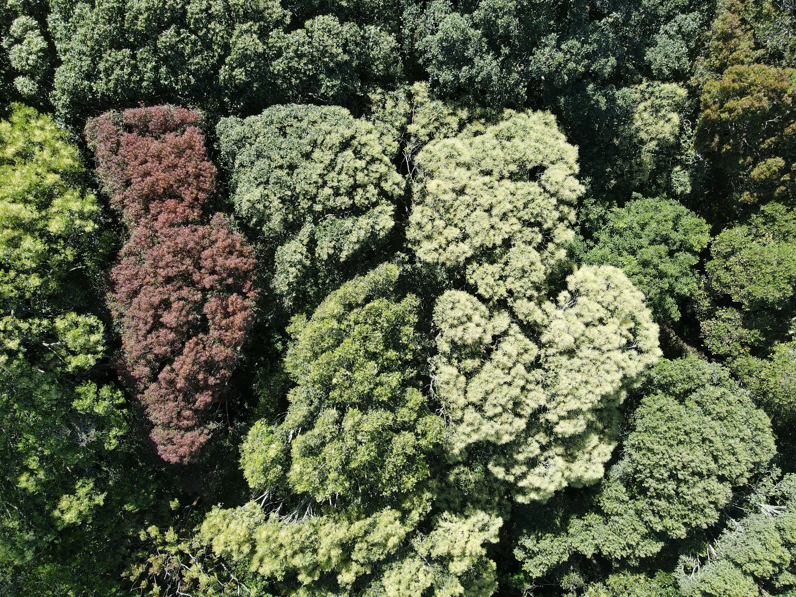 Vẻ đẹp kh&aacute;c lạ ở Măng Đen khi rừng chuyển m&ugrave;a- Ảnh 8.