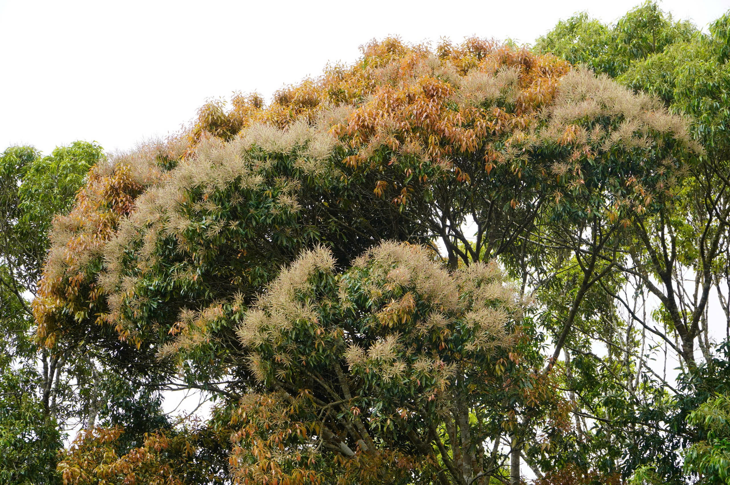 Vẻ đẹp kh&aacute;c lạ ở Măng Đen khi rừng chuyển m&ugrave;a- Ảnh 5.