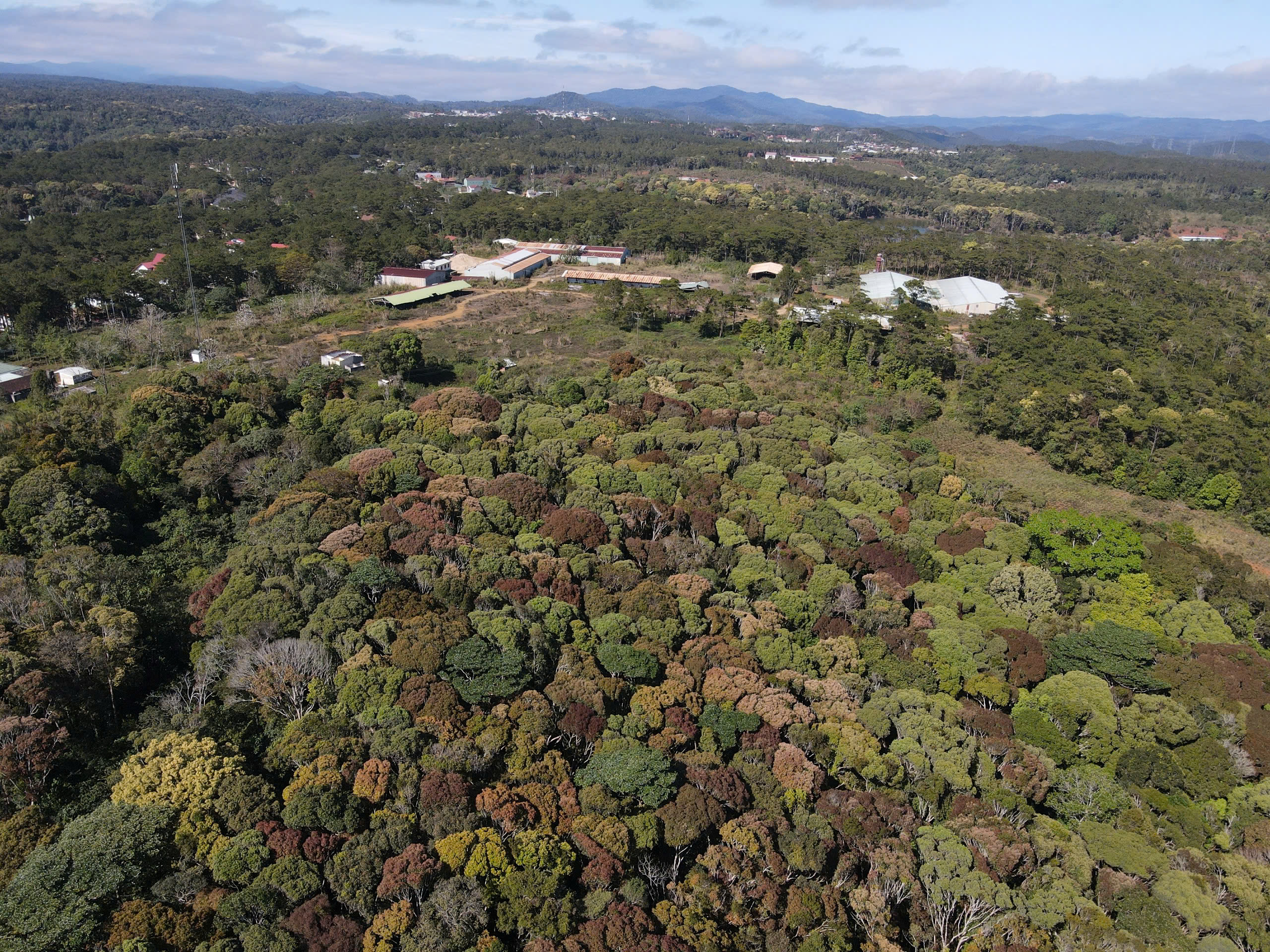 Vẻ đẹp kh&aacute;c lạ ở Măng Đen khi rừng chuyển m&ugrave;a- Ảnh 3.