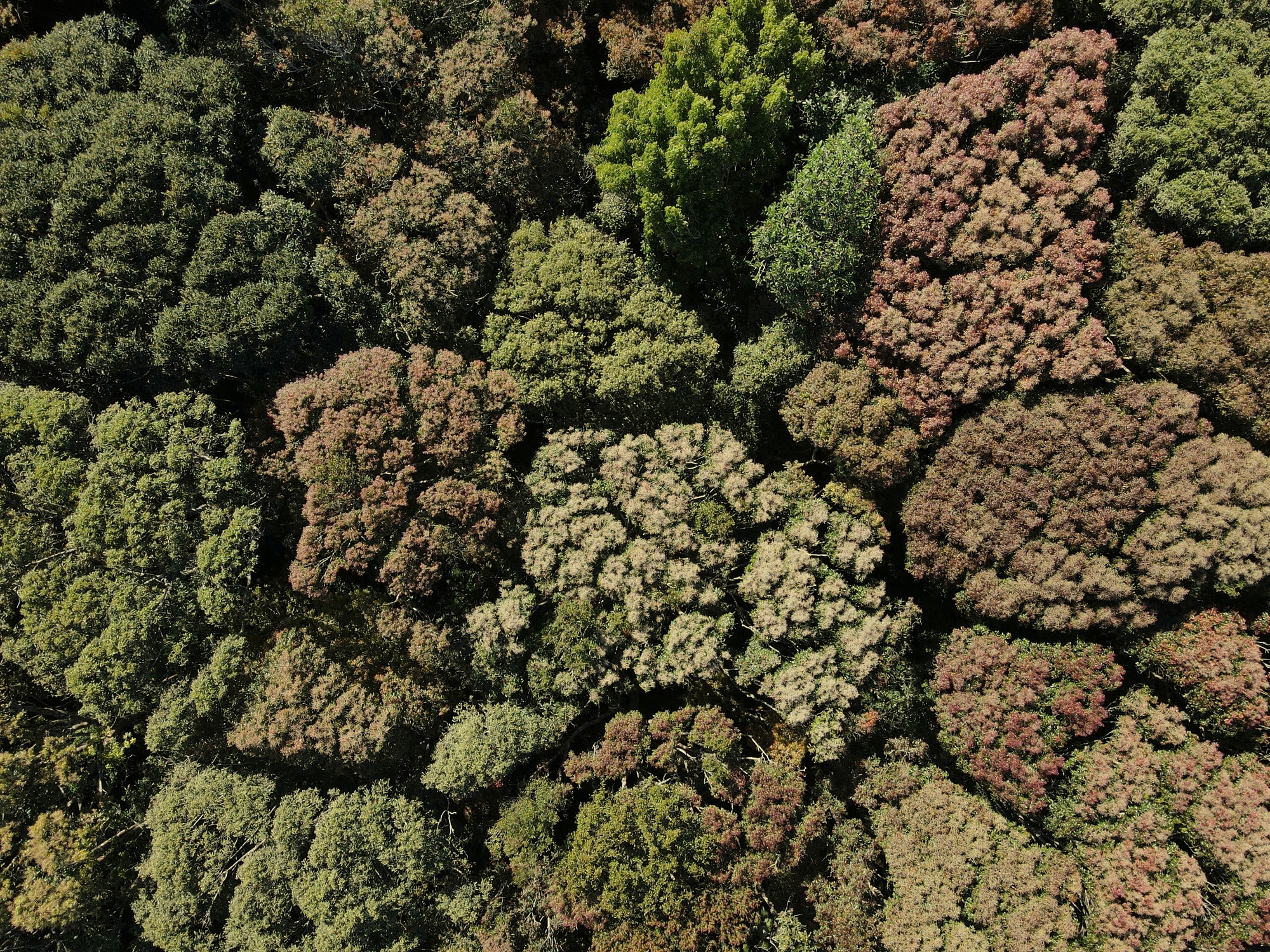 Vẻ đẹp kh&aacute;c lạ ở Măng Đen khi rừng chuyển m&ugrave;a- Ảnh 1.